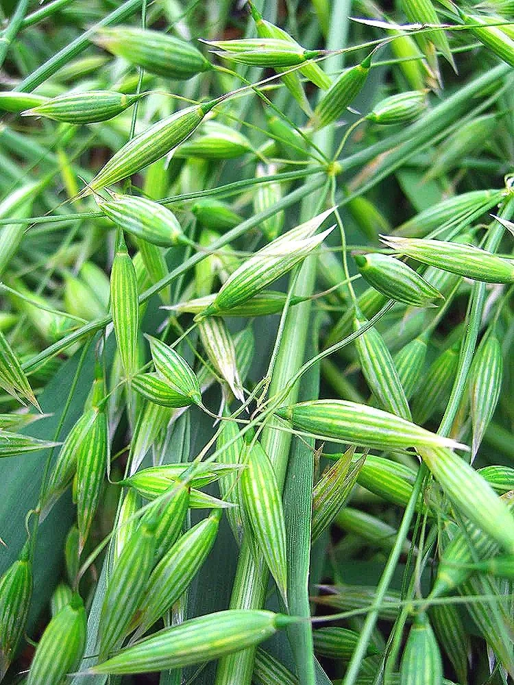 Oatstraw+image+2.jpg