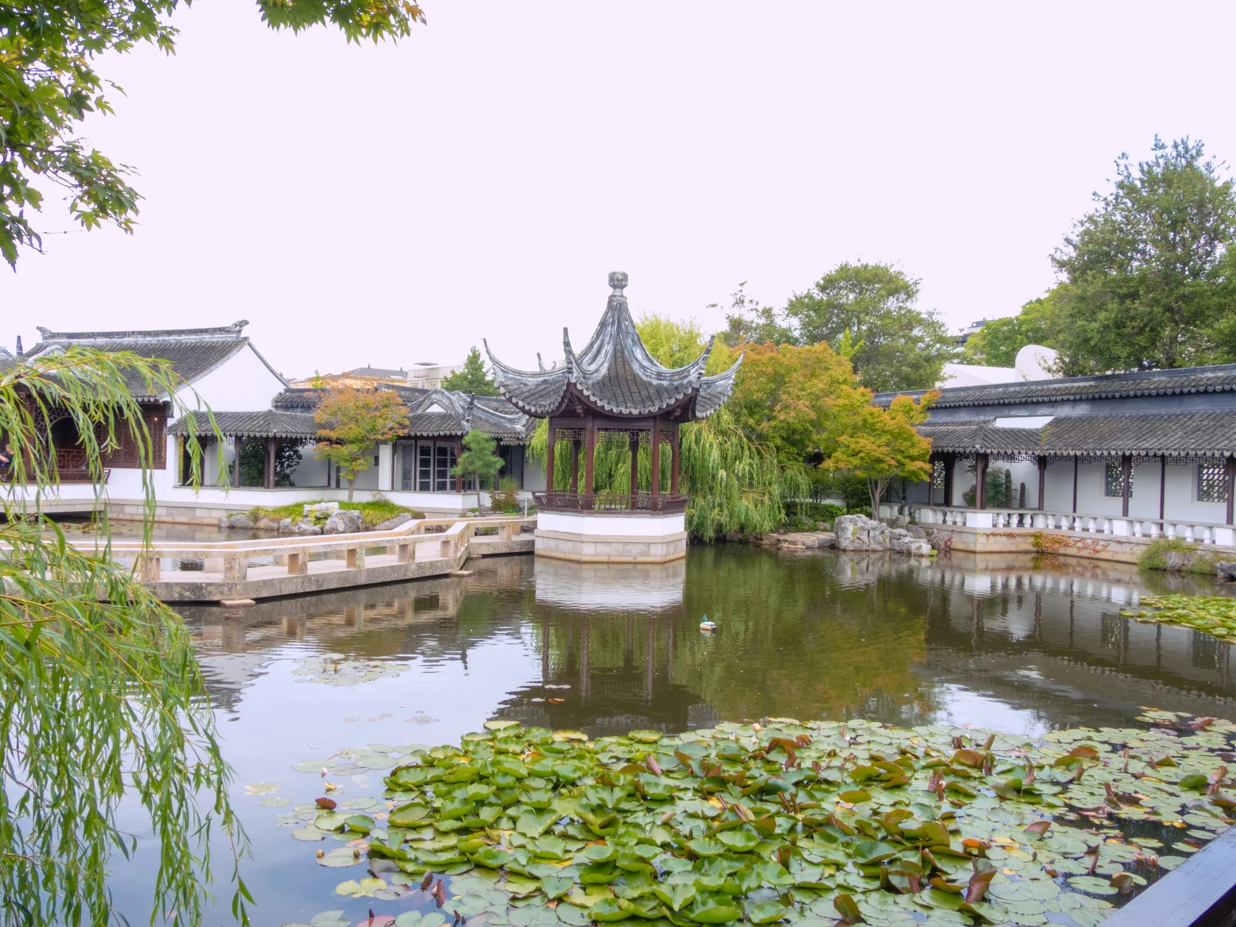 Traditional Chinese garden with white buildings, a pond with lily pads, trees, and a pagoda-style pavilion.