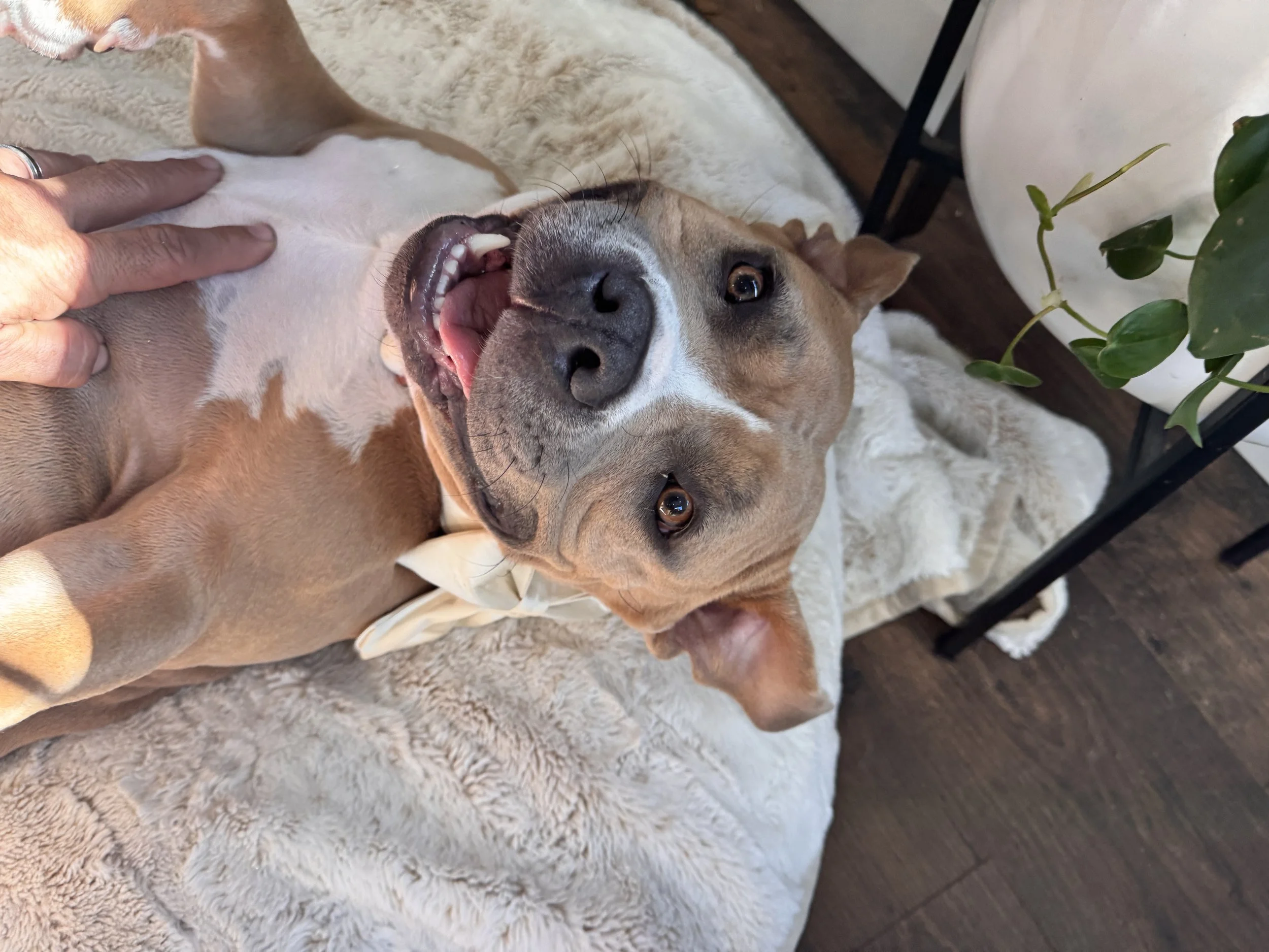 A happy brown and white dog lying on a fluffy rug, looking up at the camera with a playful expression, showing its teeth, while a person's hand pets its side.