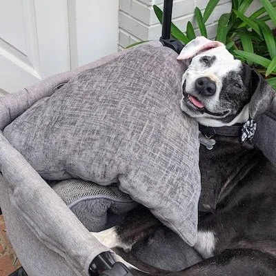 A black and white dog resting in a gray pet bed with a gray pillow, surrounded by green plants.