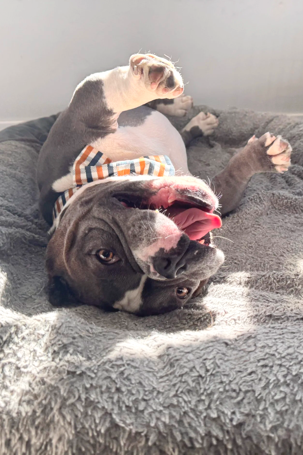 Bluey’s DNA Results