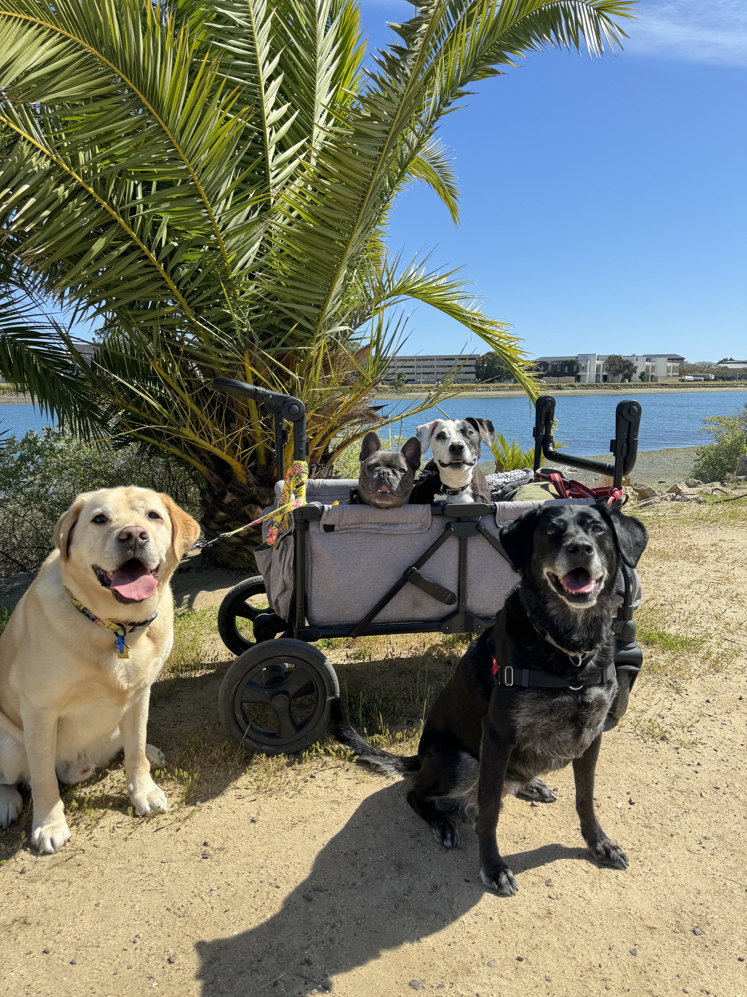 Four dogs, including a yellow Labrador, a black Labrador, a French Bulldog, and a white and black dog, sitting near a large palm tree by a body of water on a sunny day. One dog is sitting on the ground, two are sitting in a stroller, and one is sitting next to the stroller.