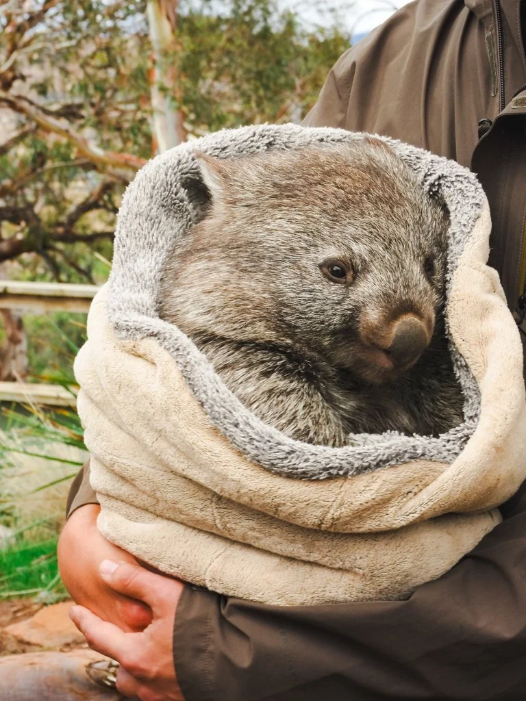 A person holding a young otter wrapped in a soft, plush blanket with an outdoor background of trees and greenery.
