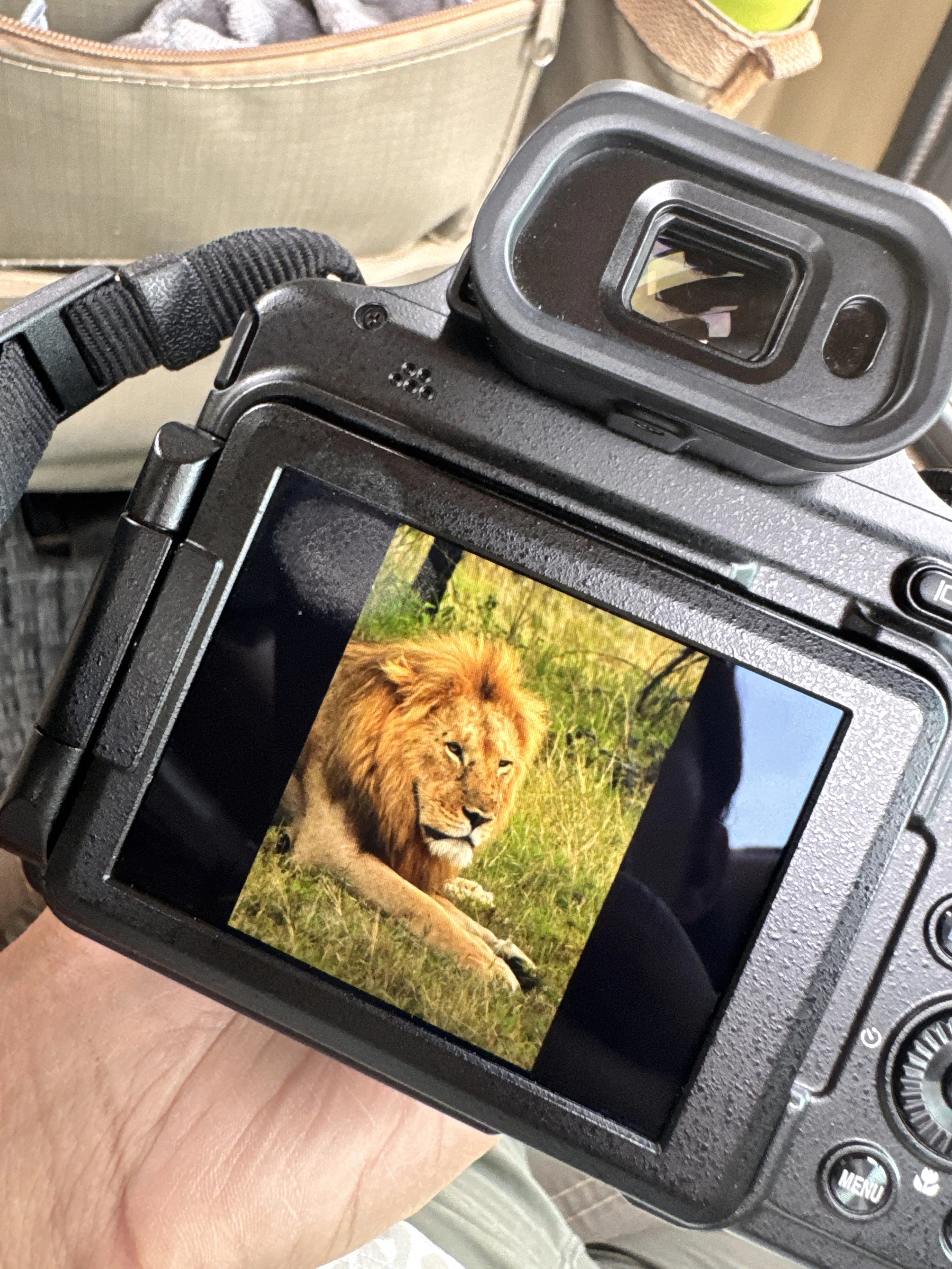 A close-up digital camera screen displaying a photograph of a male lion lying on the grass in a savannah environment.
