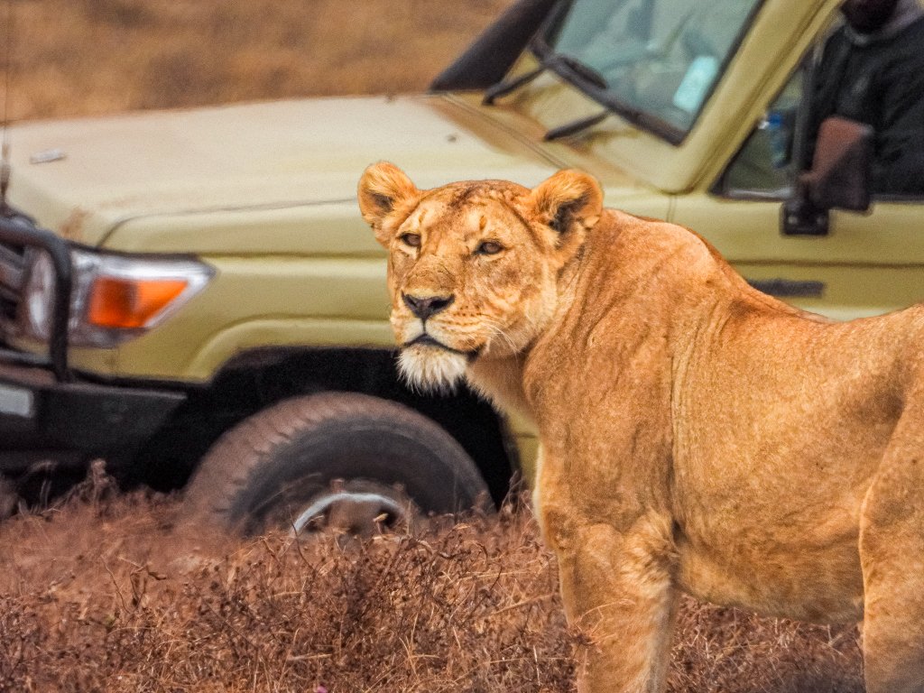 A lioness standing on dry grass in front of a green safari vehicle with a person inside.