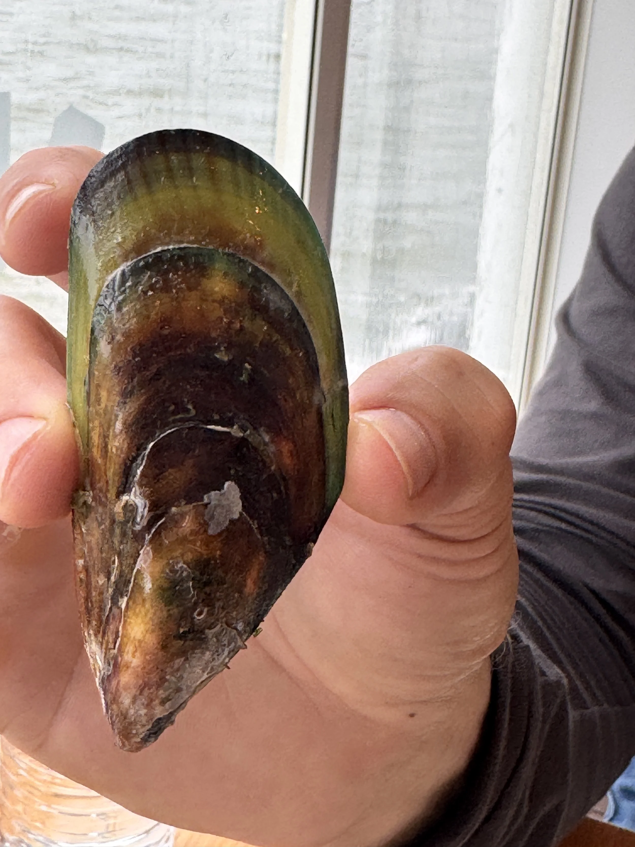 Person holding an open, cooked mussel shell near a window.