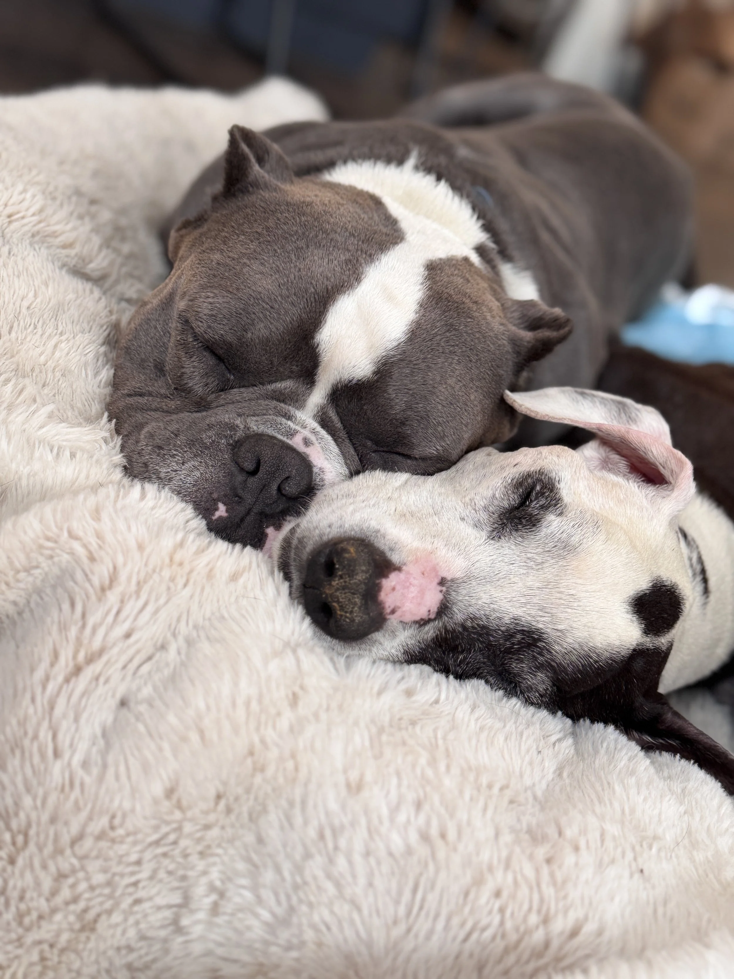 Two dogs cuddling and sleeping on a plush blanket.