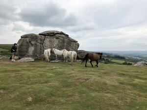 horses dartmoor.jpeg