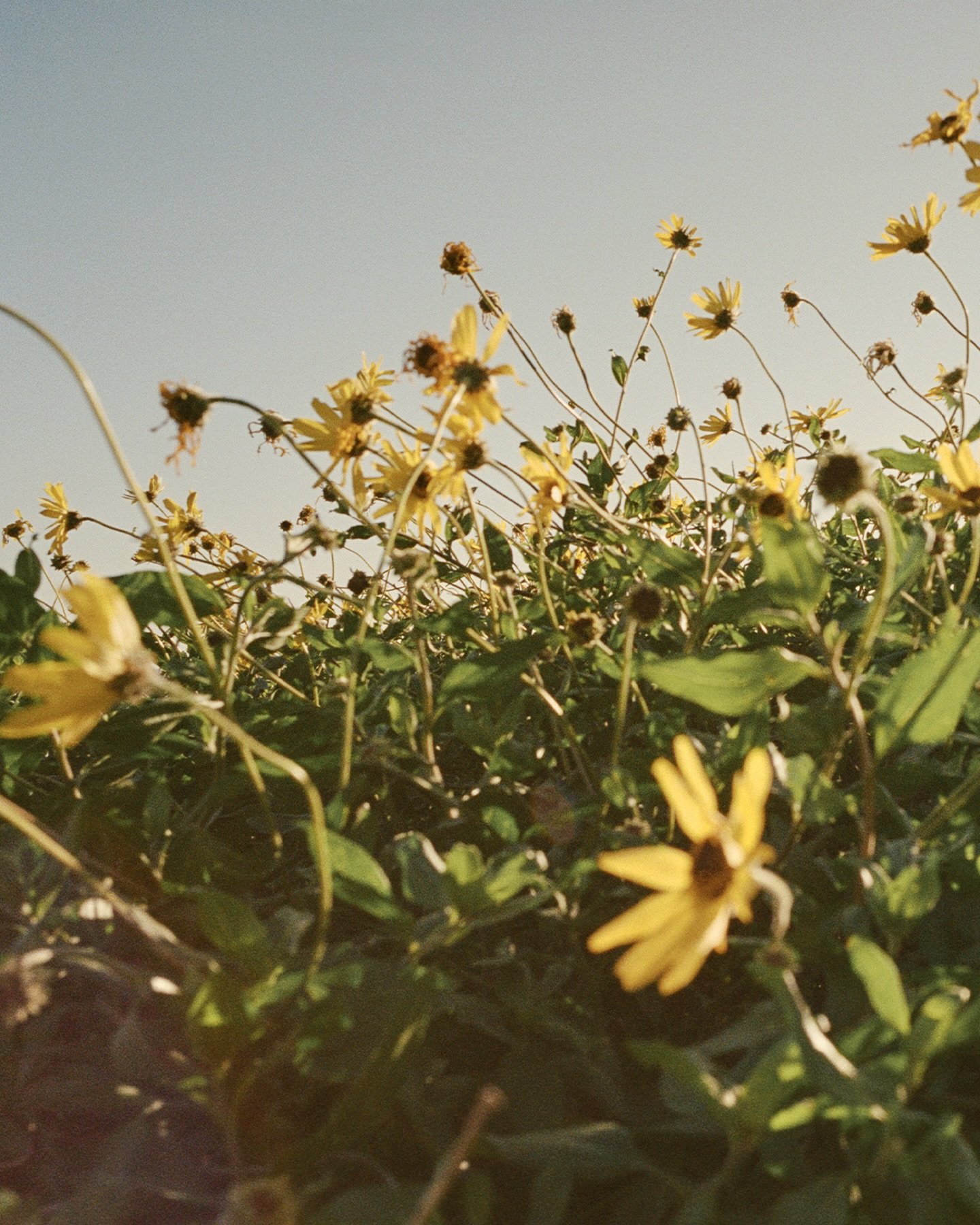 🌼
[Mood boost courtsey of @tomschirmacher]