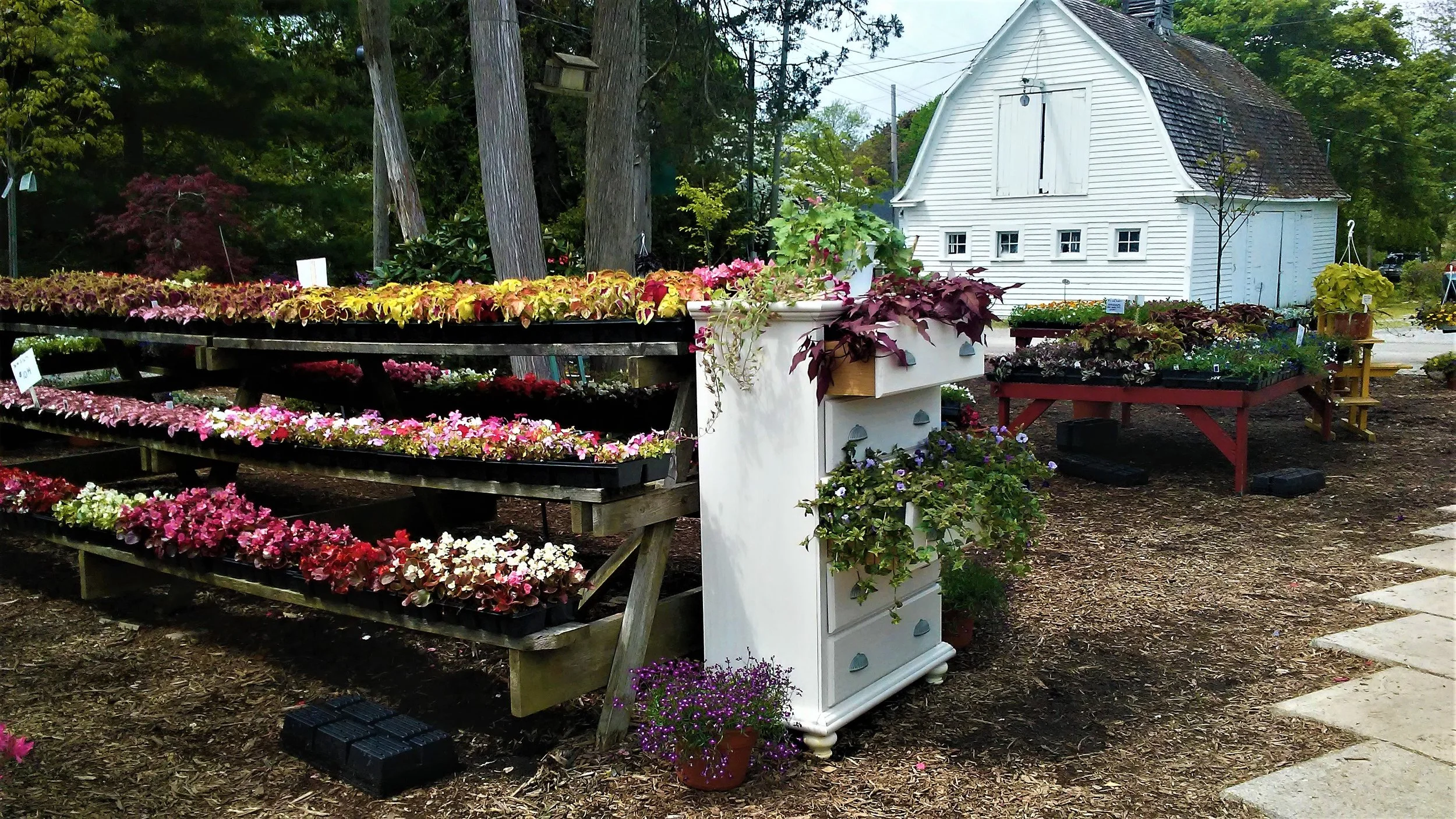 Our Plants — Westcroft Gardens