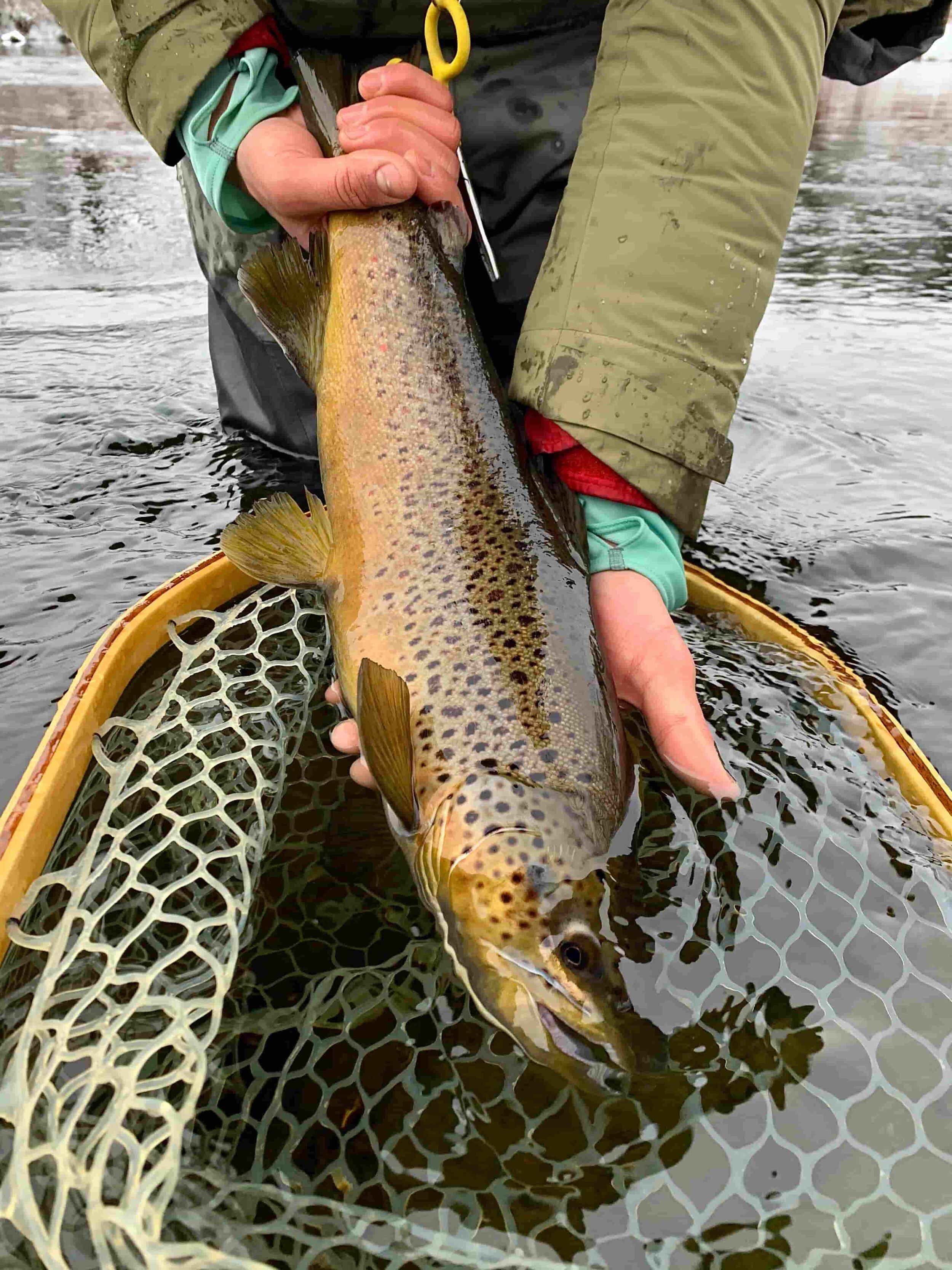 Know your NH Fish and Game Regulations — FLY FISH NH