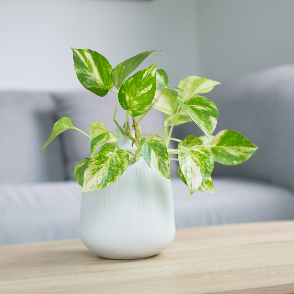 How to Improve Indoor Air Quality During Allergy Season