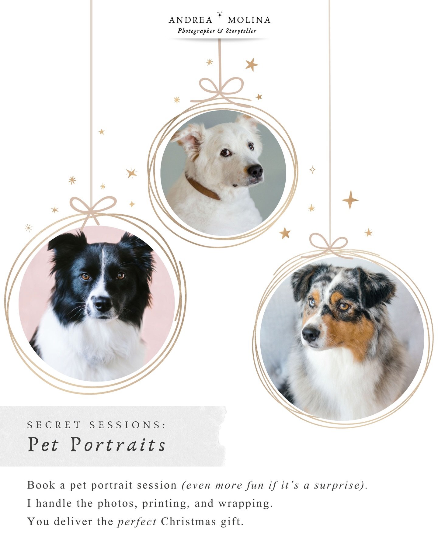 This is the perfect gift for the person who&rsquo;s impossible to shop for. 
And who doesn&rsquo;t love a good Christmas secret?

Introducing Secret Sessions: Holiday Pet Portraits ✨

You book it. I photograph their dog (or their cat, if they&rsquo;r