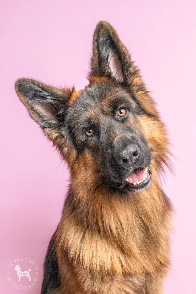 A German Shepherd dog with a curious and playful expression, tilting its head, against a pink background.