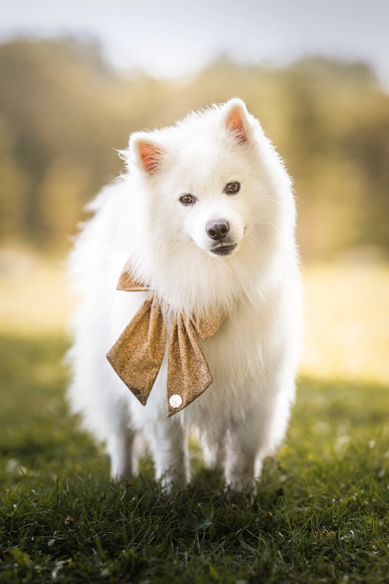 A white fluffy dog outdoors wearing a brown bandana tied around its neck, standing on grass with a blurred natural background, in Erin, Ontario.