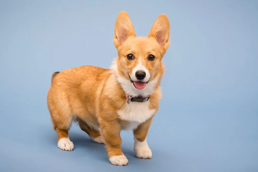 Corgi puppy standing on a blue background.