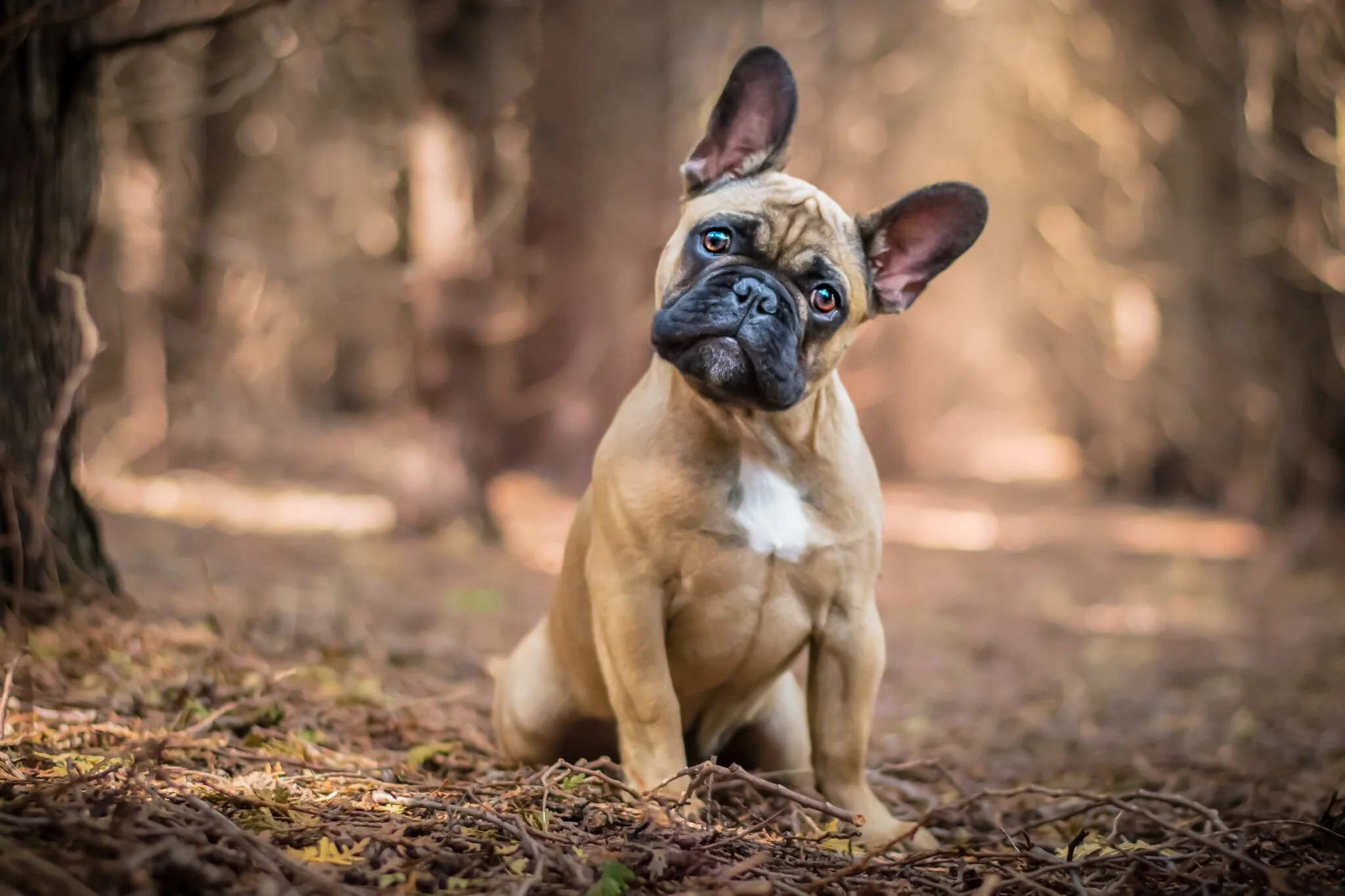 A French bulldog with a curious and playful expression, tilting its head, in a warm wooded area in Guelph, Ontario.