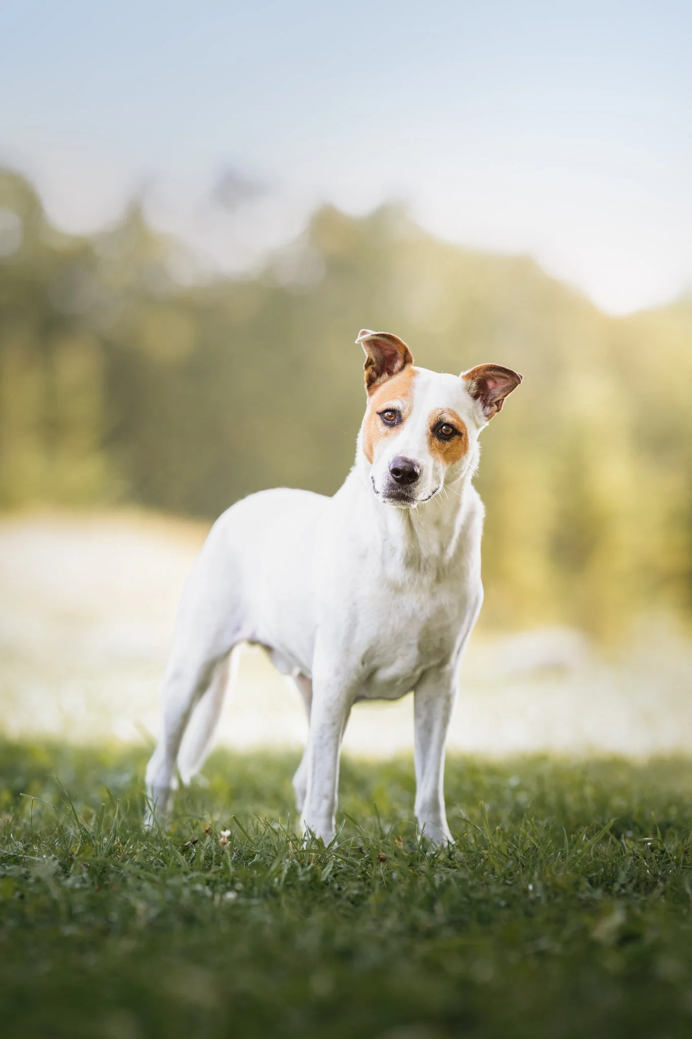 A white and brown dog standing on green grass in a park with a blurred background of trees and sky, in Erin, Ontario.