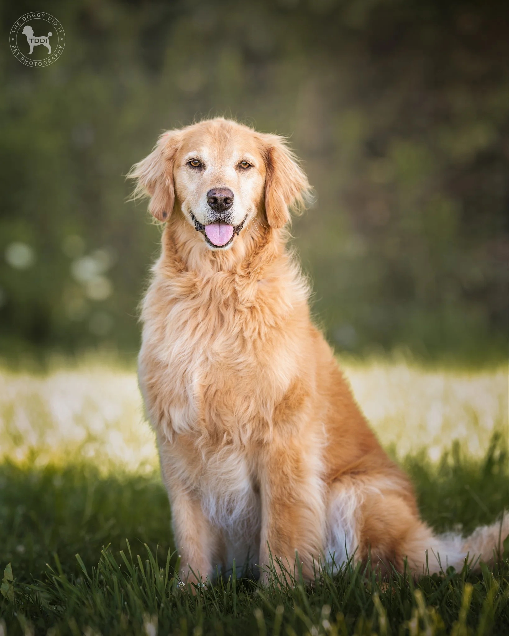 A happy golden retriever dog in a field of green grass, in Orangeville, Ontario