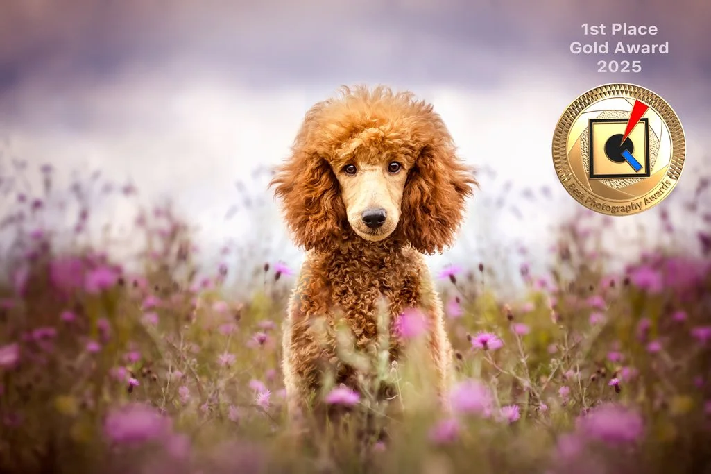 A cute red curly-haired dog, likely a poodle, sitting in a field of pink flowers with a soft focus sunset background, in Caledon, Ontario.