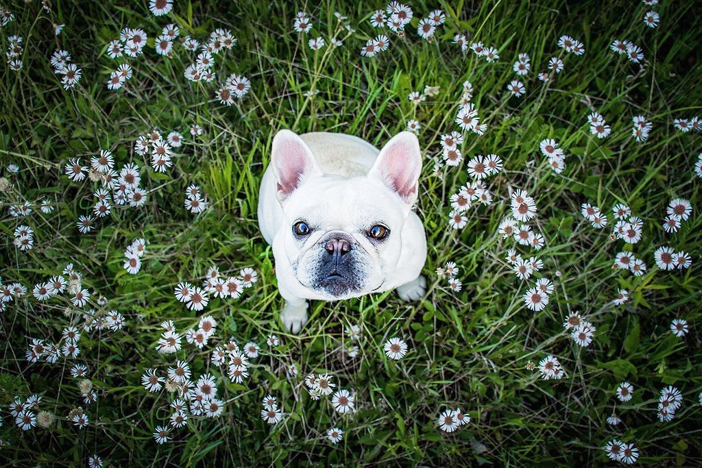 What to Look for When Hiring a Dog Photographer: A Guide to Finding the Best for Your Furry Family