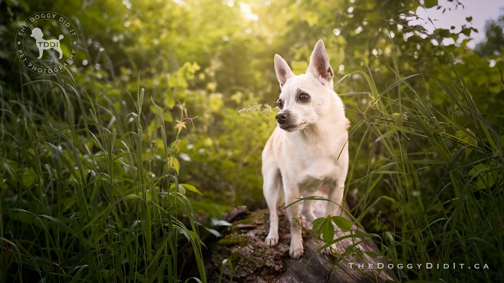 A white dog with pointy ears standing on a log in a lush green, sunlit forest. Caledon, Ontario.
