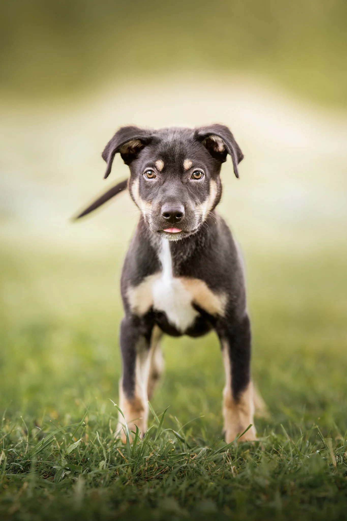 A black and tan puppy standing on green grass with a blurred green background, in Caledon, Ontario
