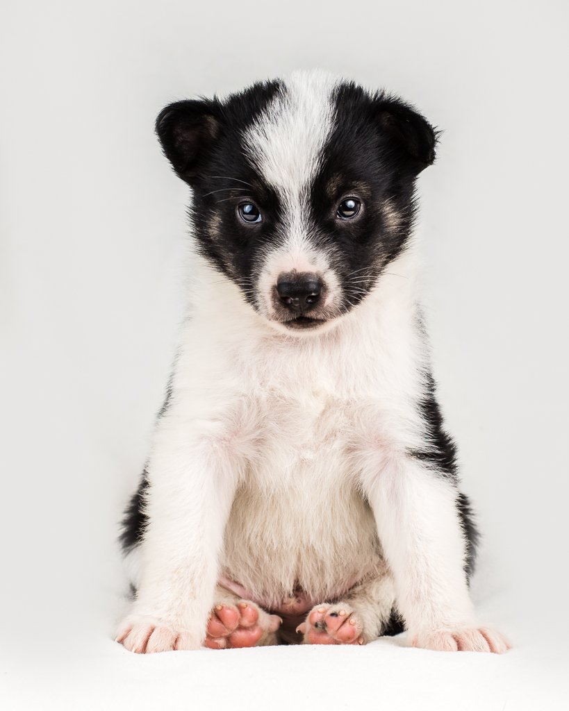 Cute black and white puppy sitting