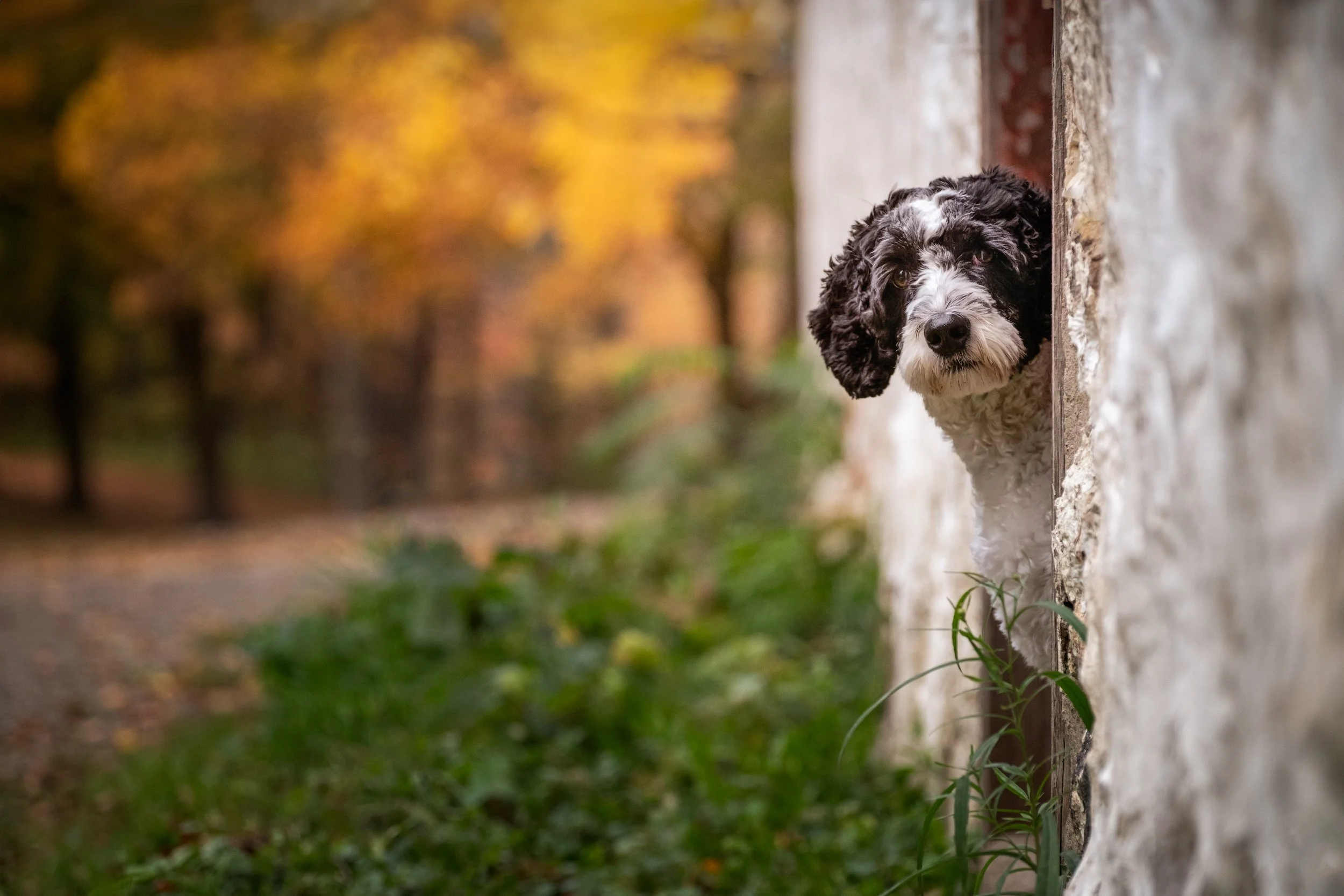 A black and white doodle dog peeks her head out of a white rustic barn doorway, in Halton, Ontario.