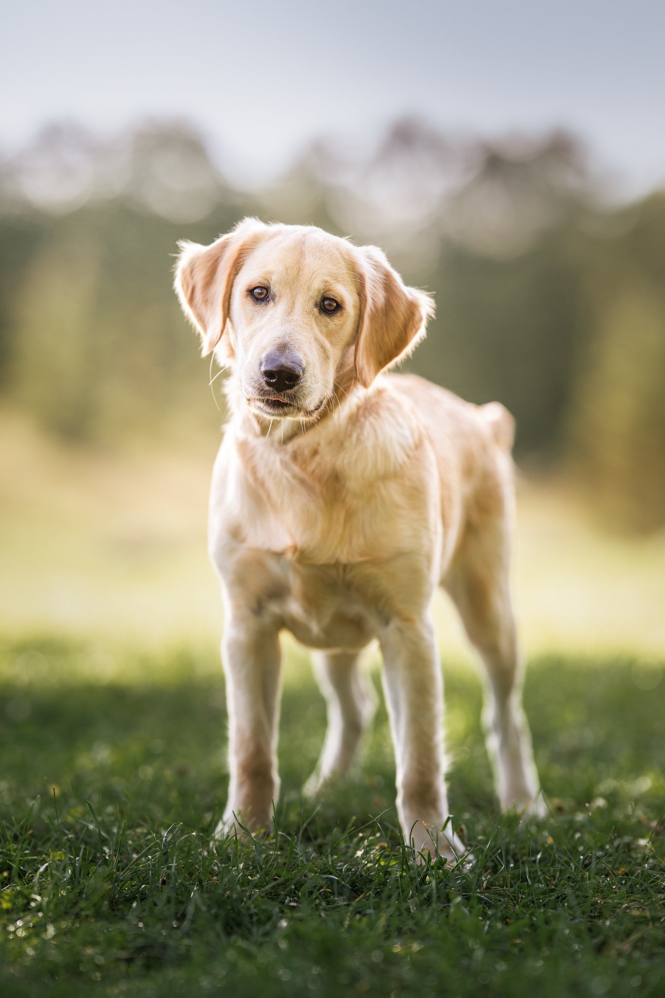 A golden retriever puppy standing on grass, looking at the camera, with a blurred background of trees and sky, in Oakville, Ontario.