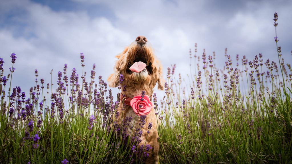 A dog with a pink rose collar, sticking out its tongue, standing in a lavender field under a cloudy sky, in Erin, Ontario.