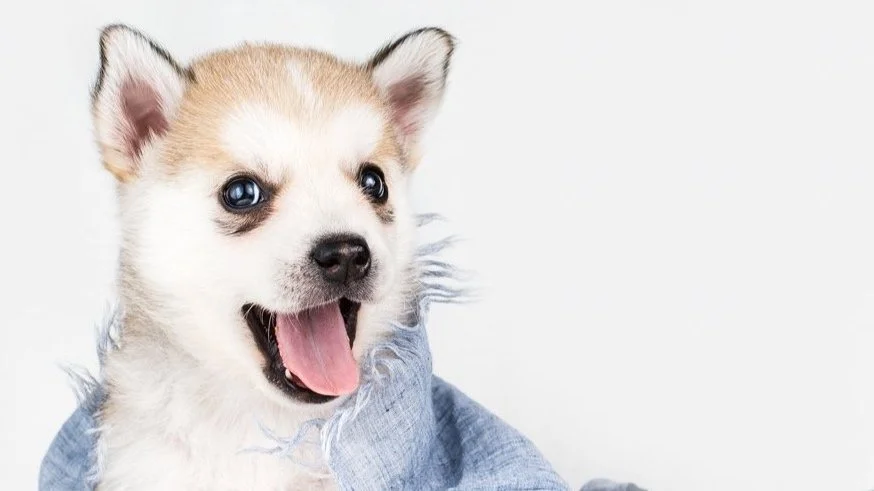 A happy puppy with beige and white fur, blue eyes, and an open mouth, wearing a blue cloth, in Burlington, Ontario