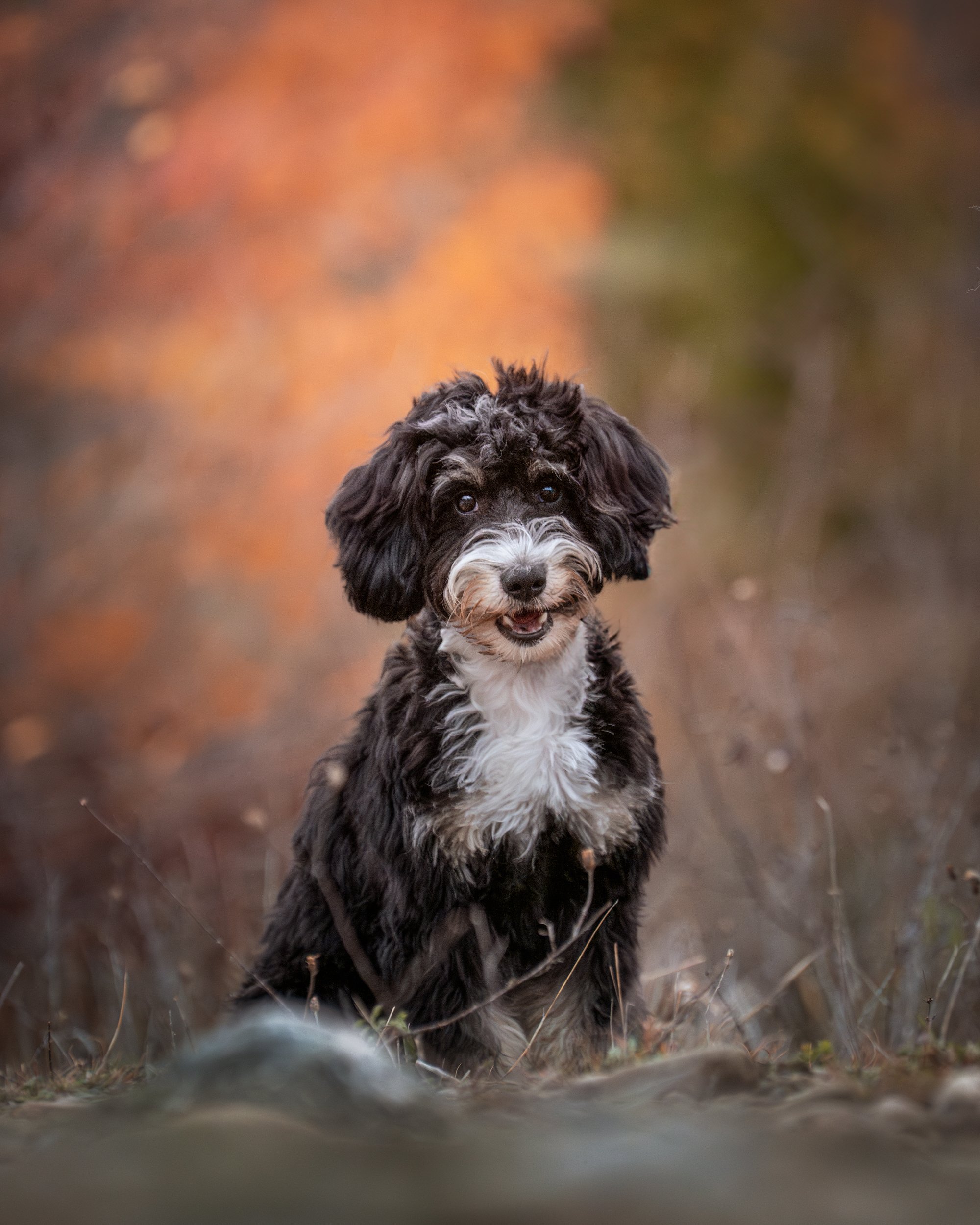 A young black and white doodle puppy sitting an a forest during autumn, in Caledon, Ontario