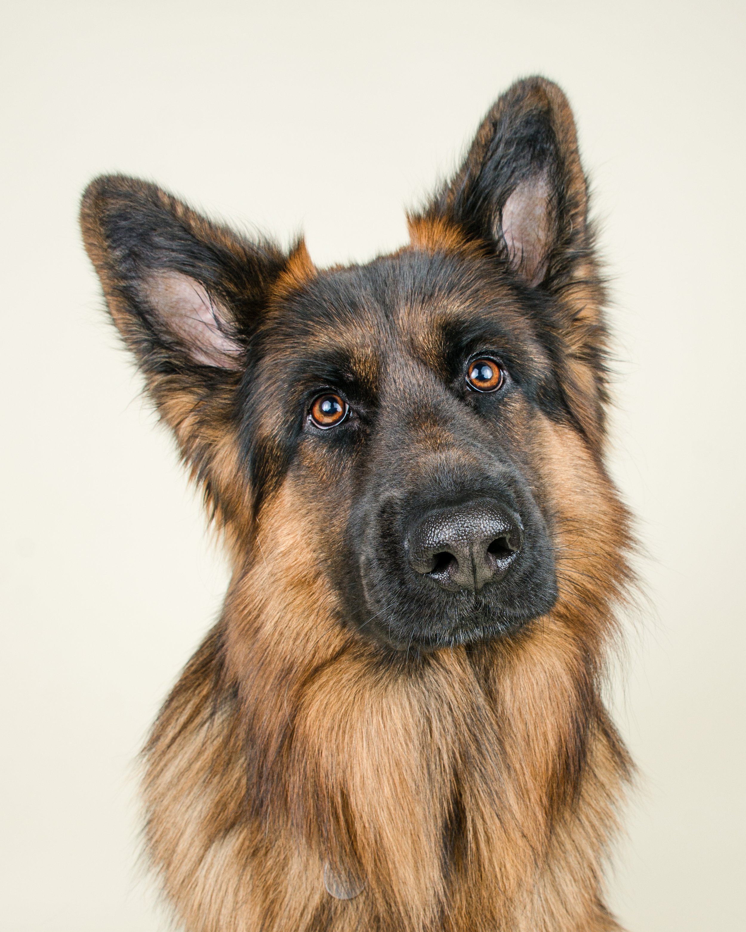 Close-up of a German Shepherd facing camera with a neutral background.
