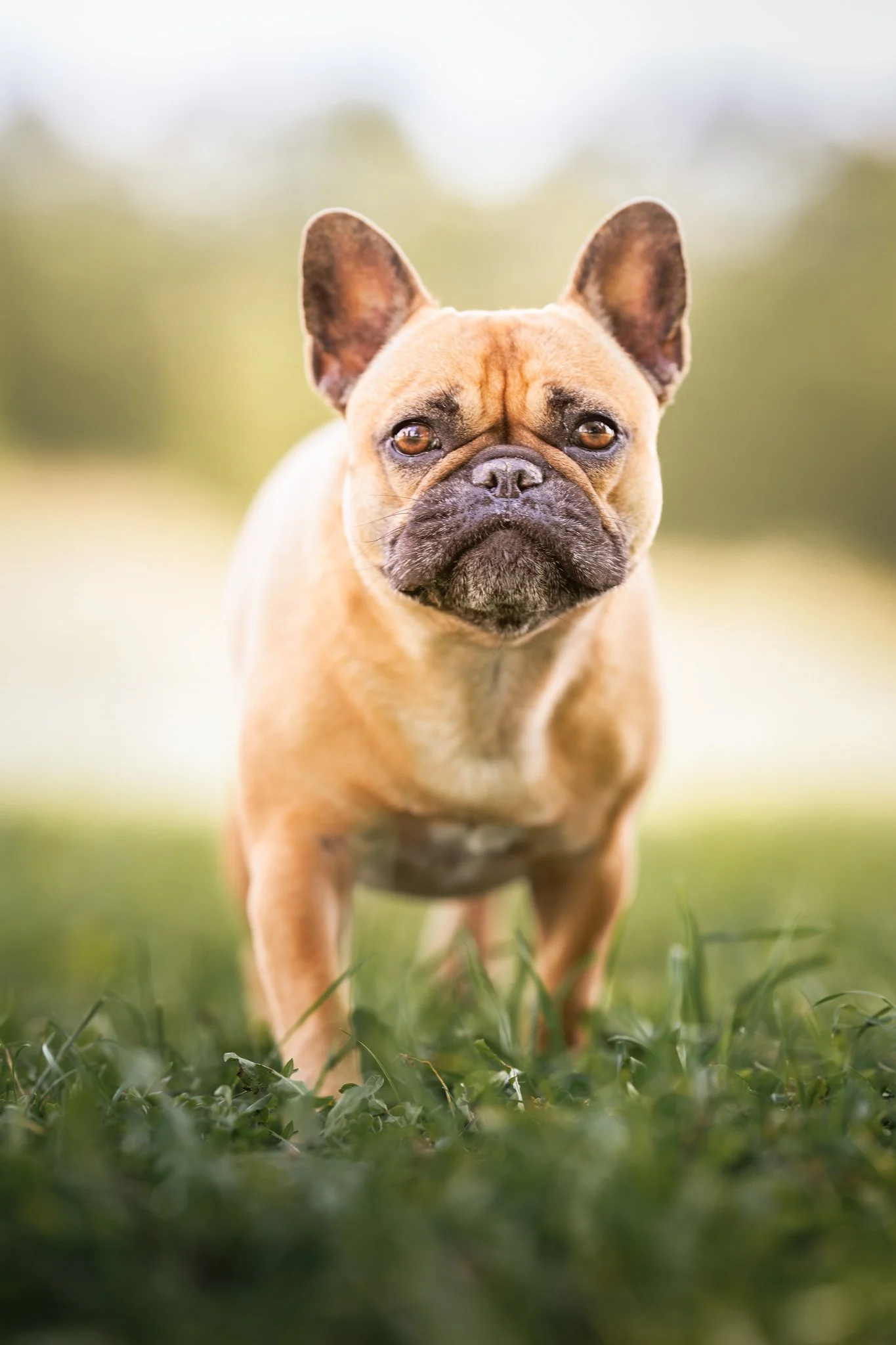 Close-up of a fawn-colored French Bulldog standing in grass with a blurred green and sky background, in Guelph, Ontario