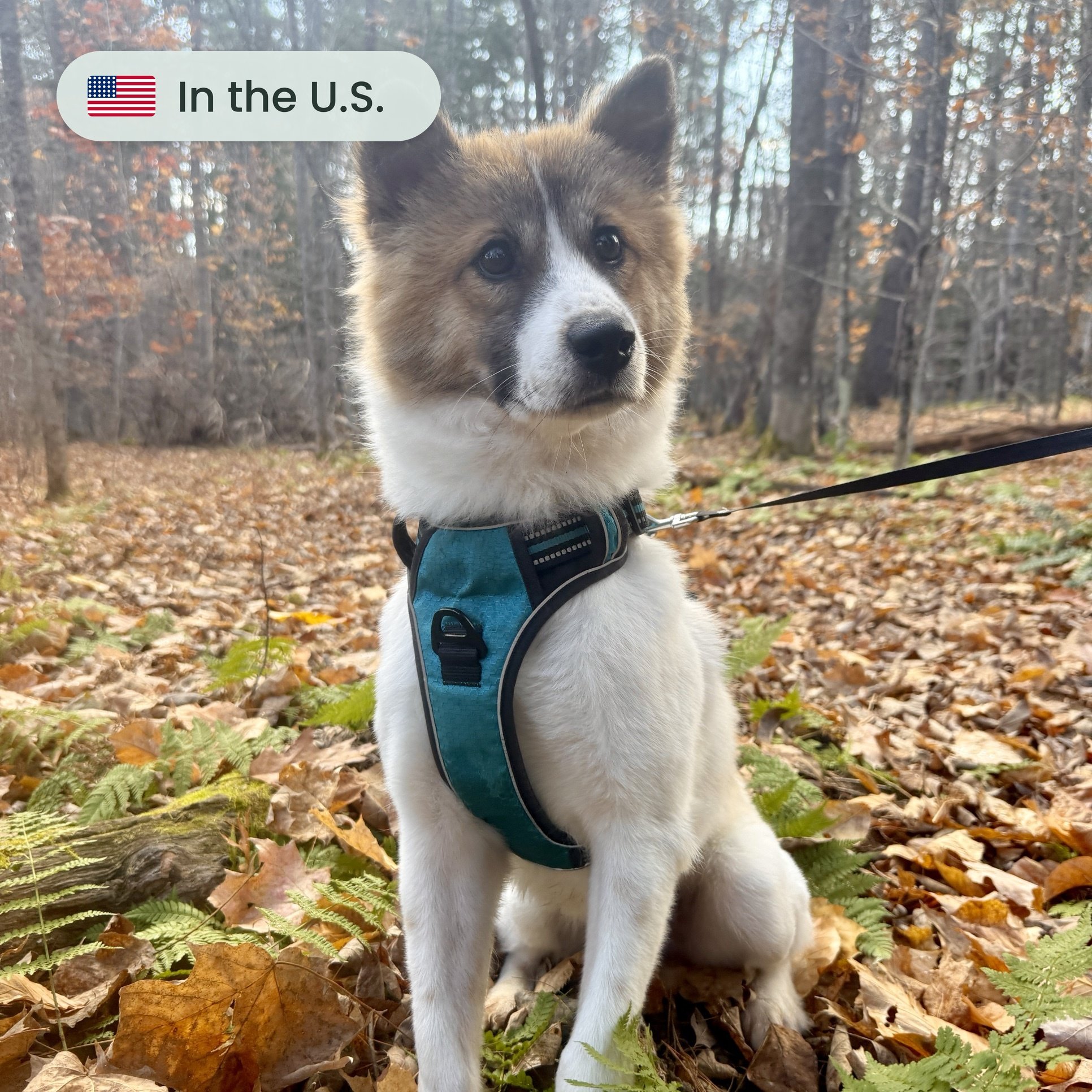 Kuma