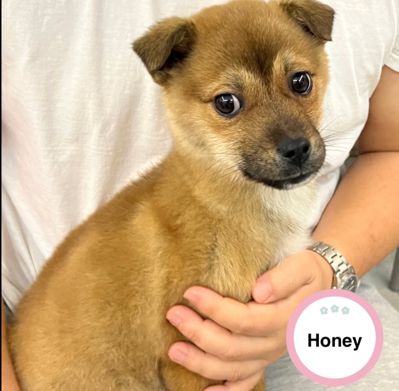 Honey