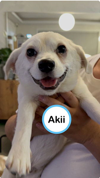 Akii