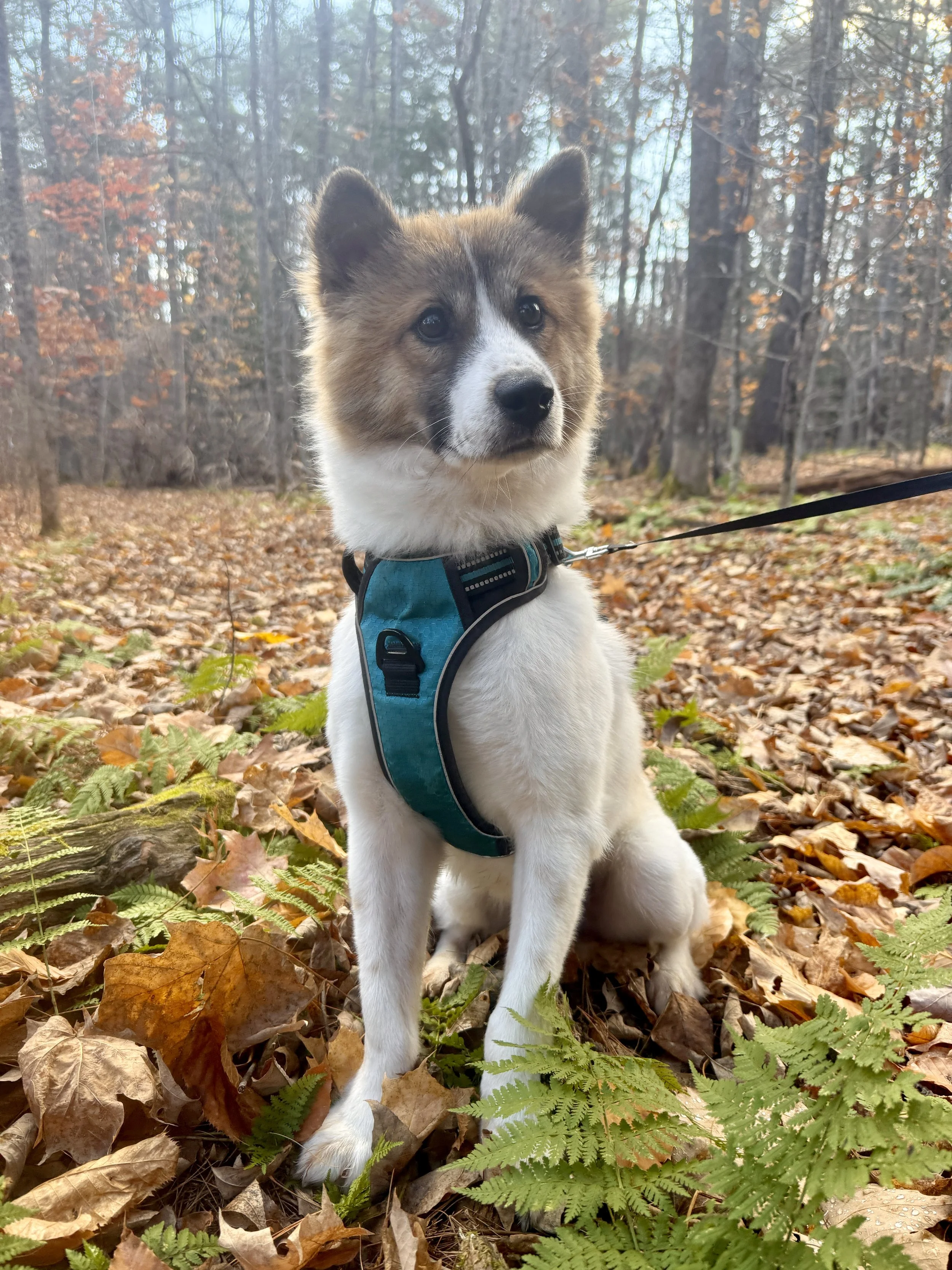 Kuma_2.JPG