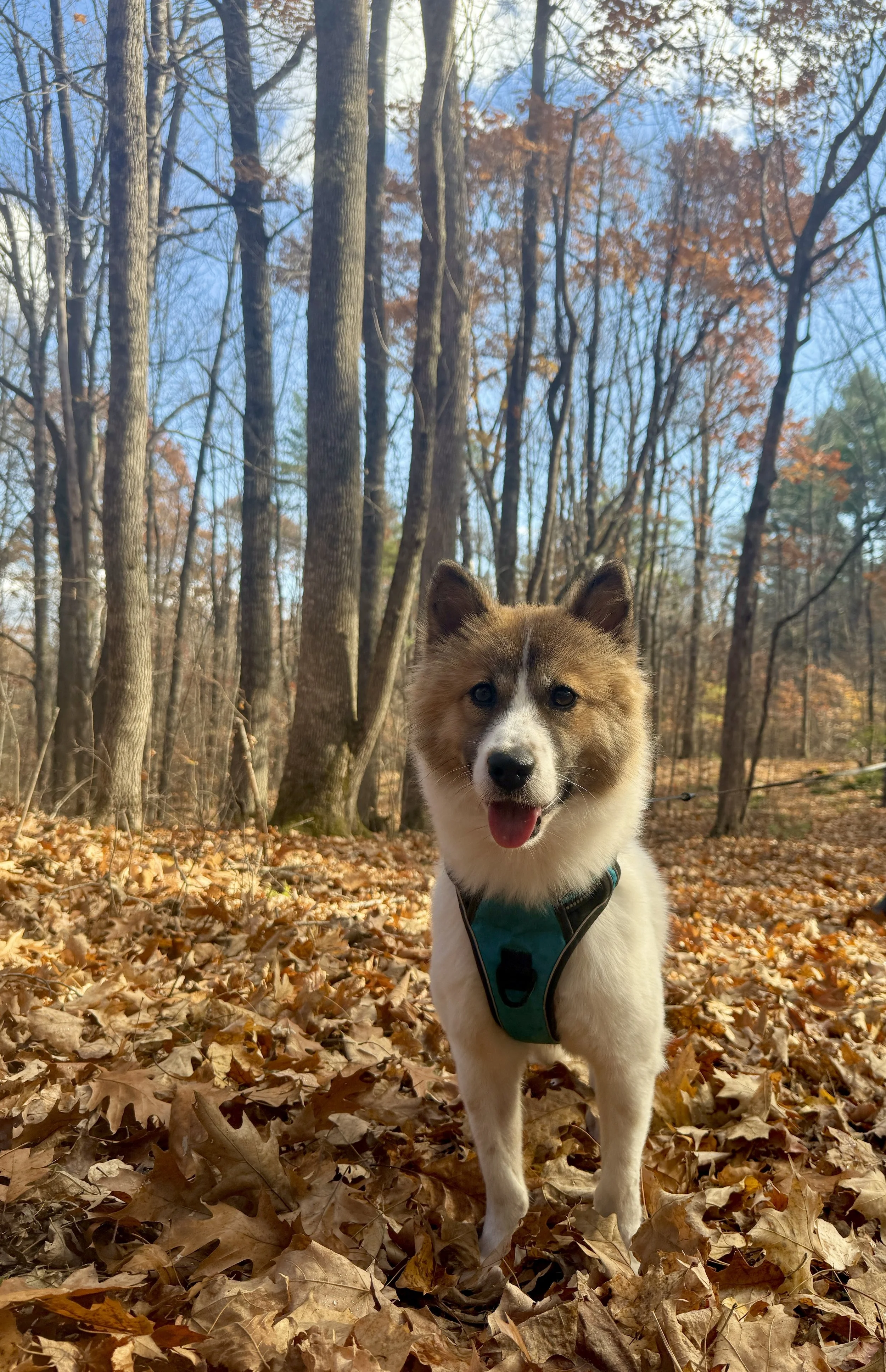 Kuma_4.JPG