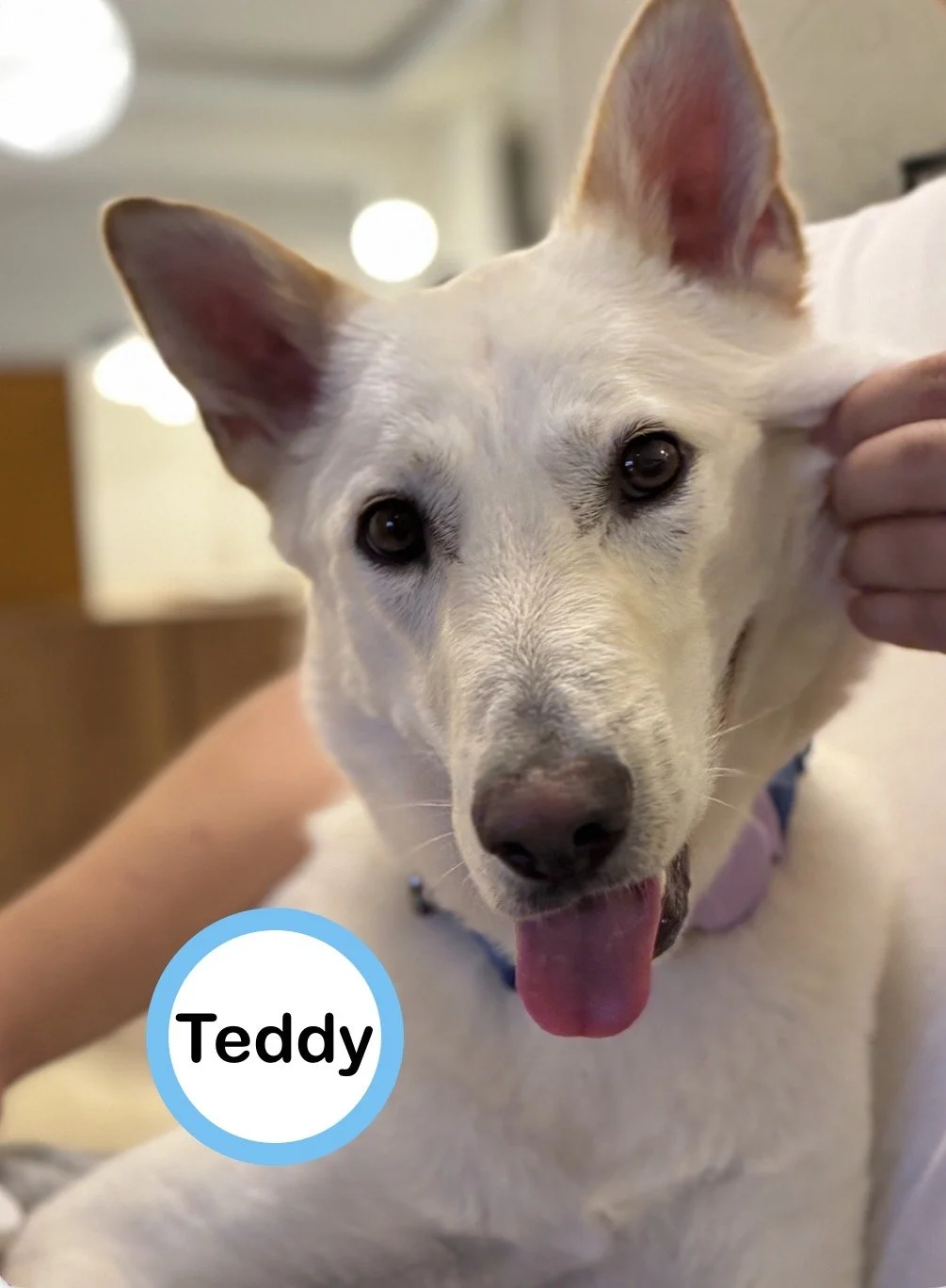 Teddy