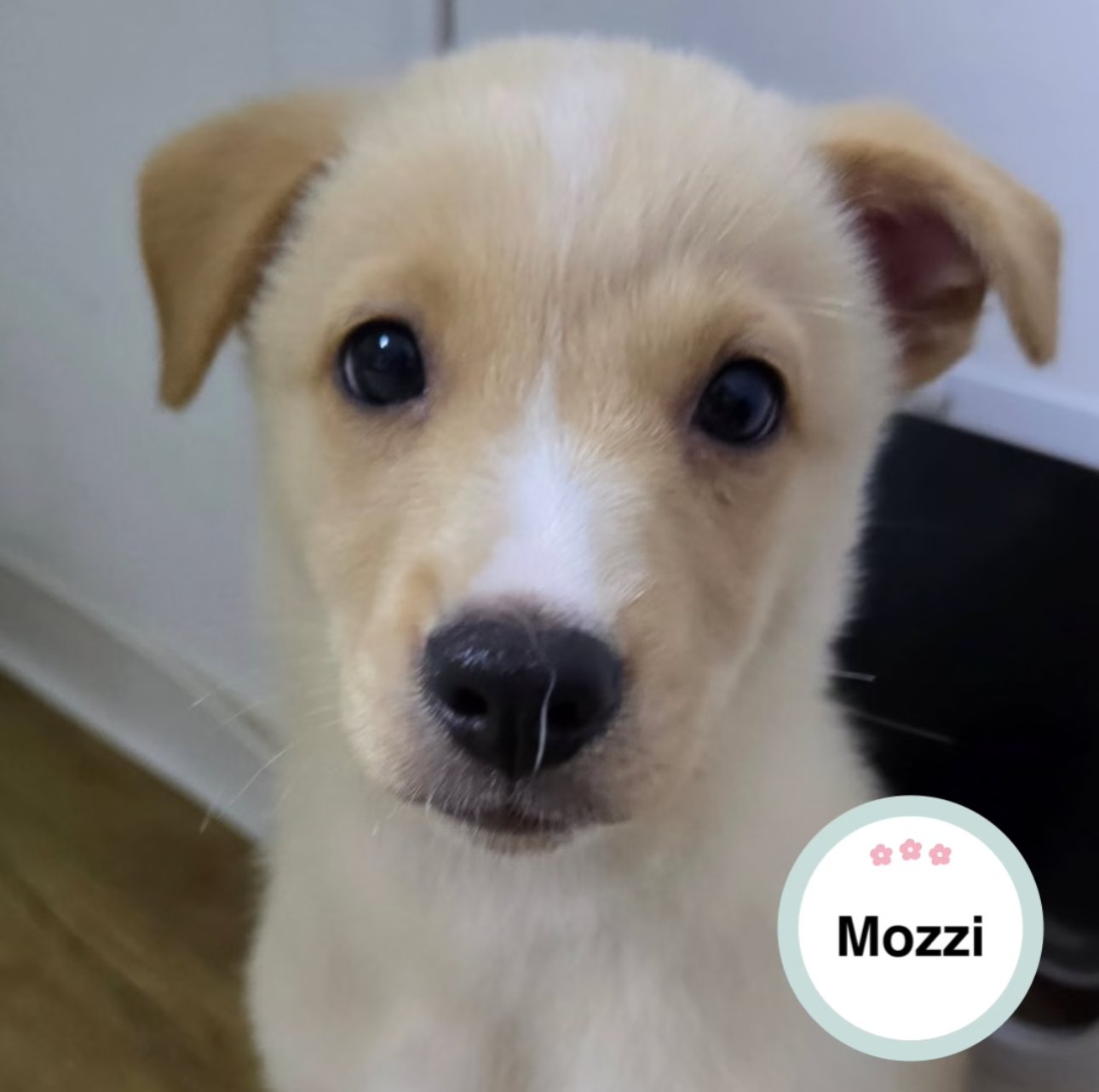 Mozzi