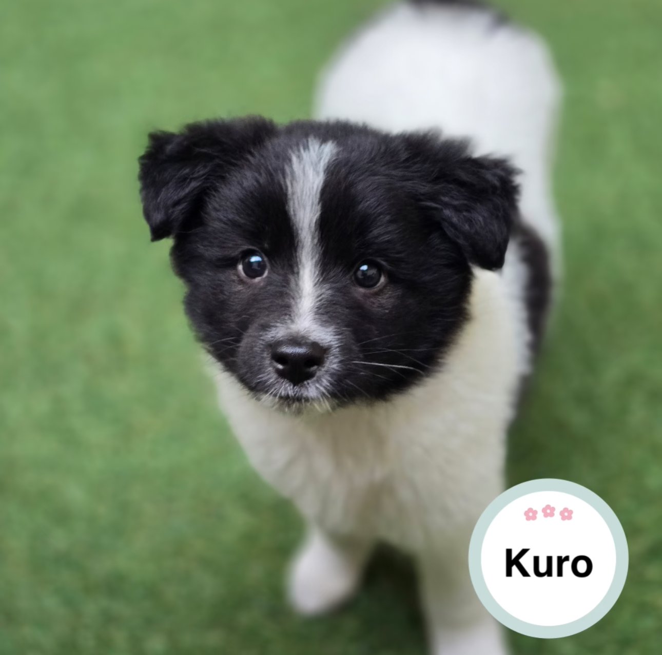 Kuro