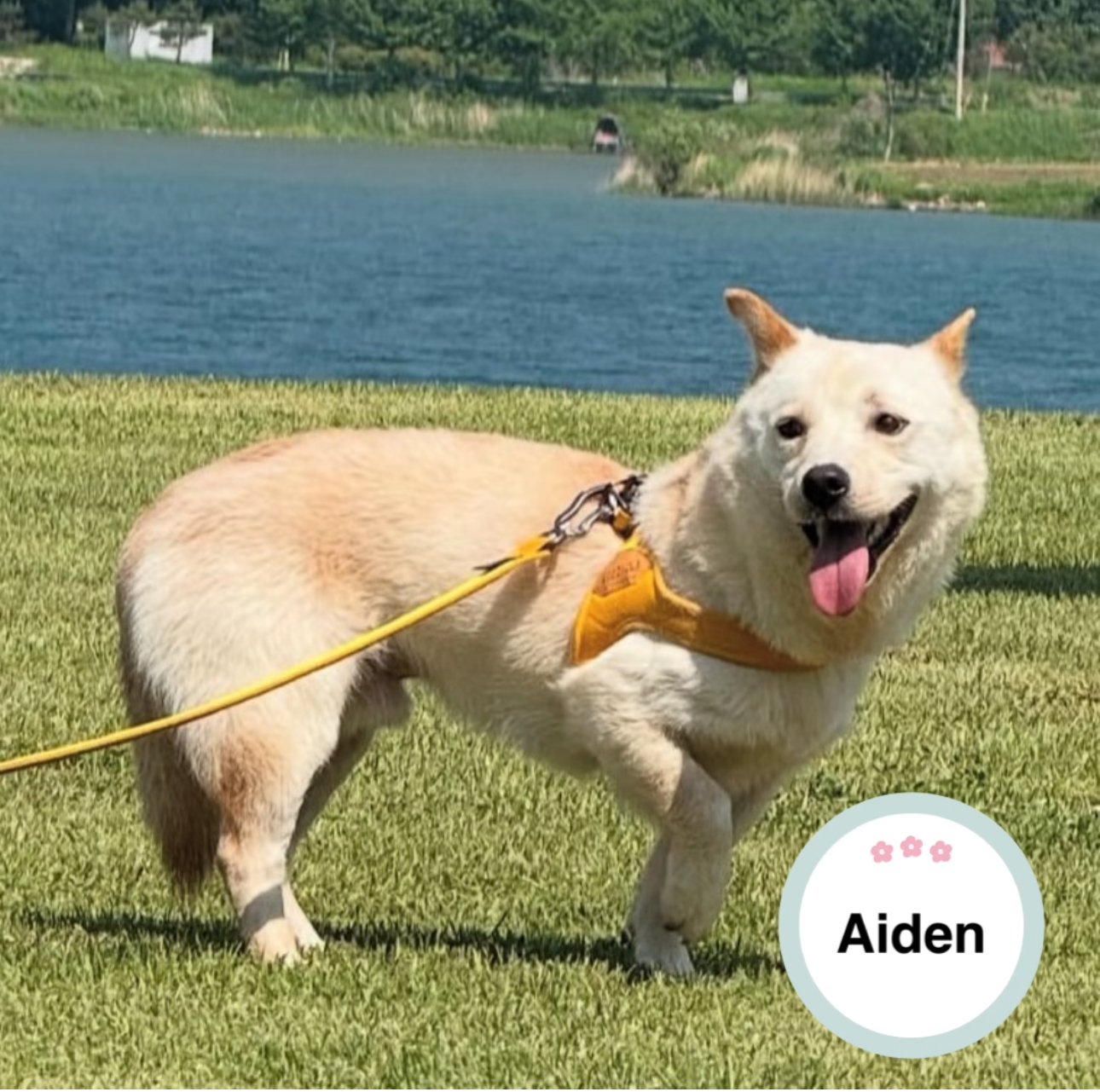 Aiden