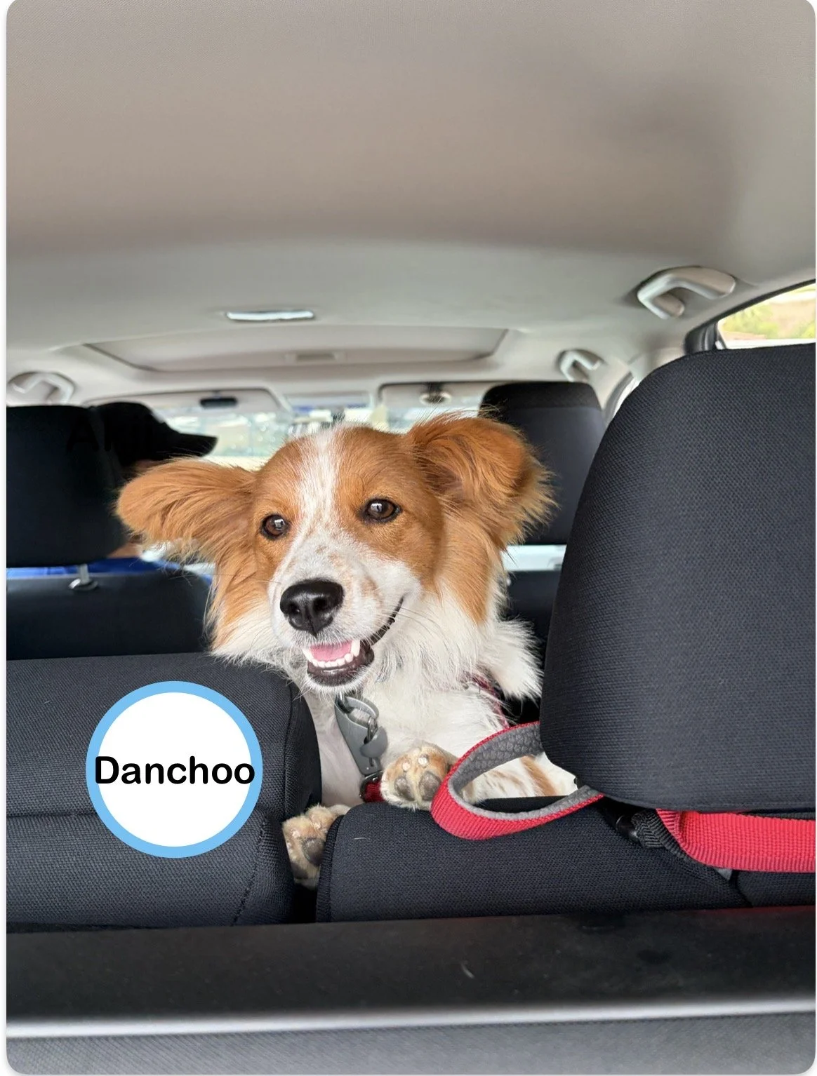 Danchoo