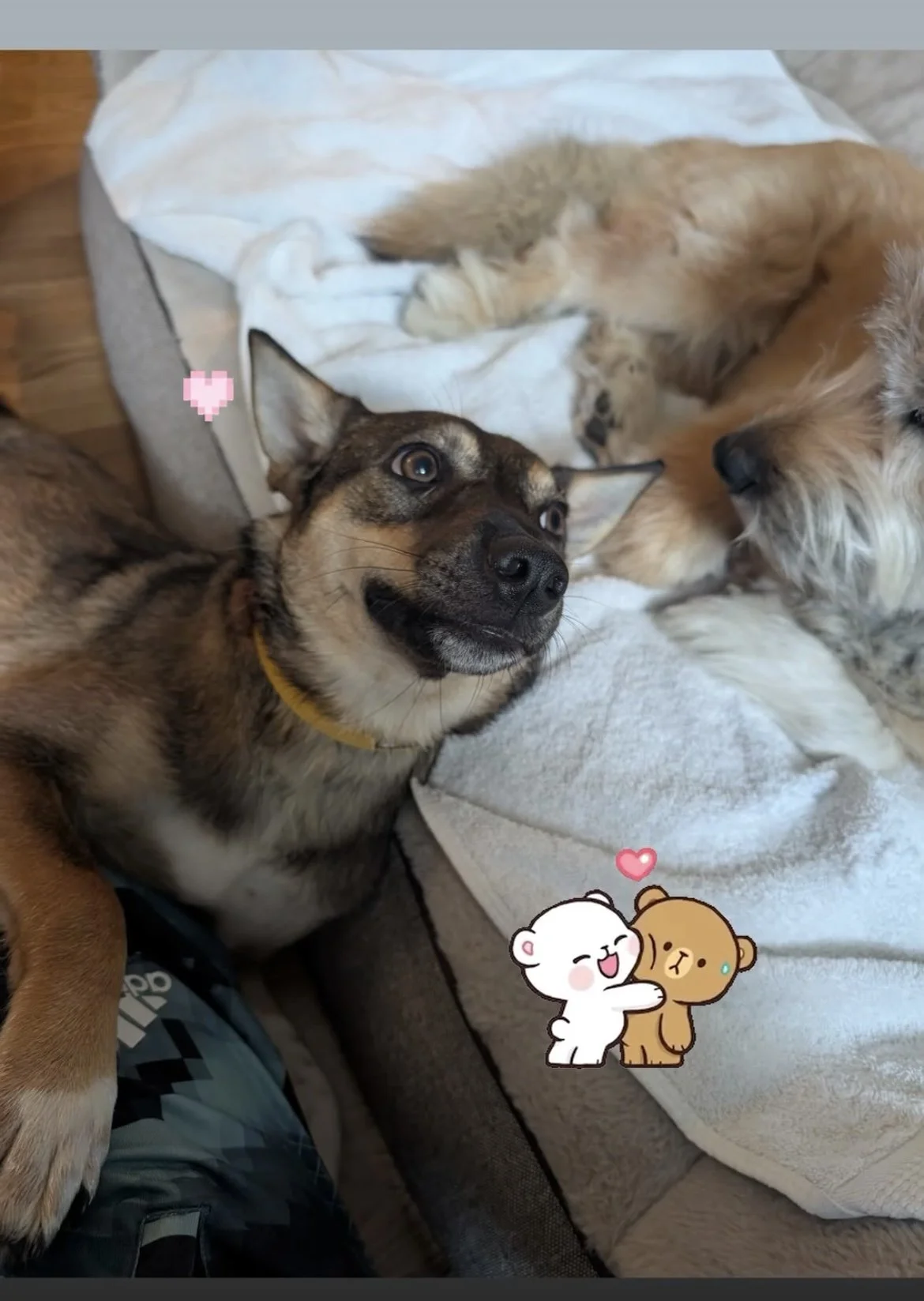 미미1.jpg