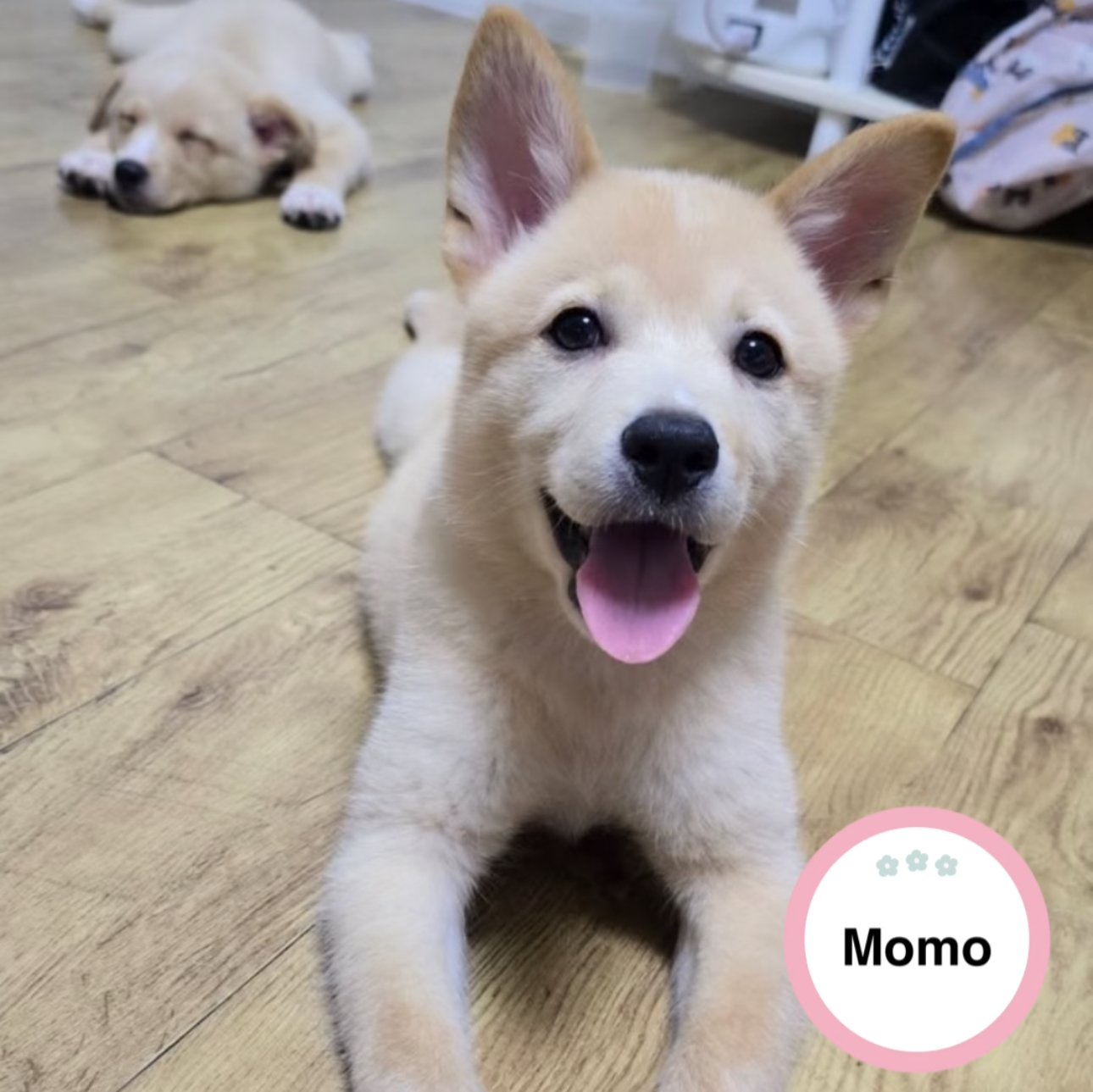 Momo