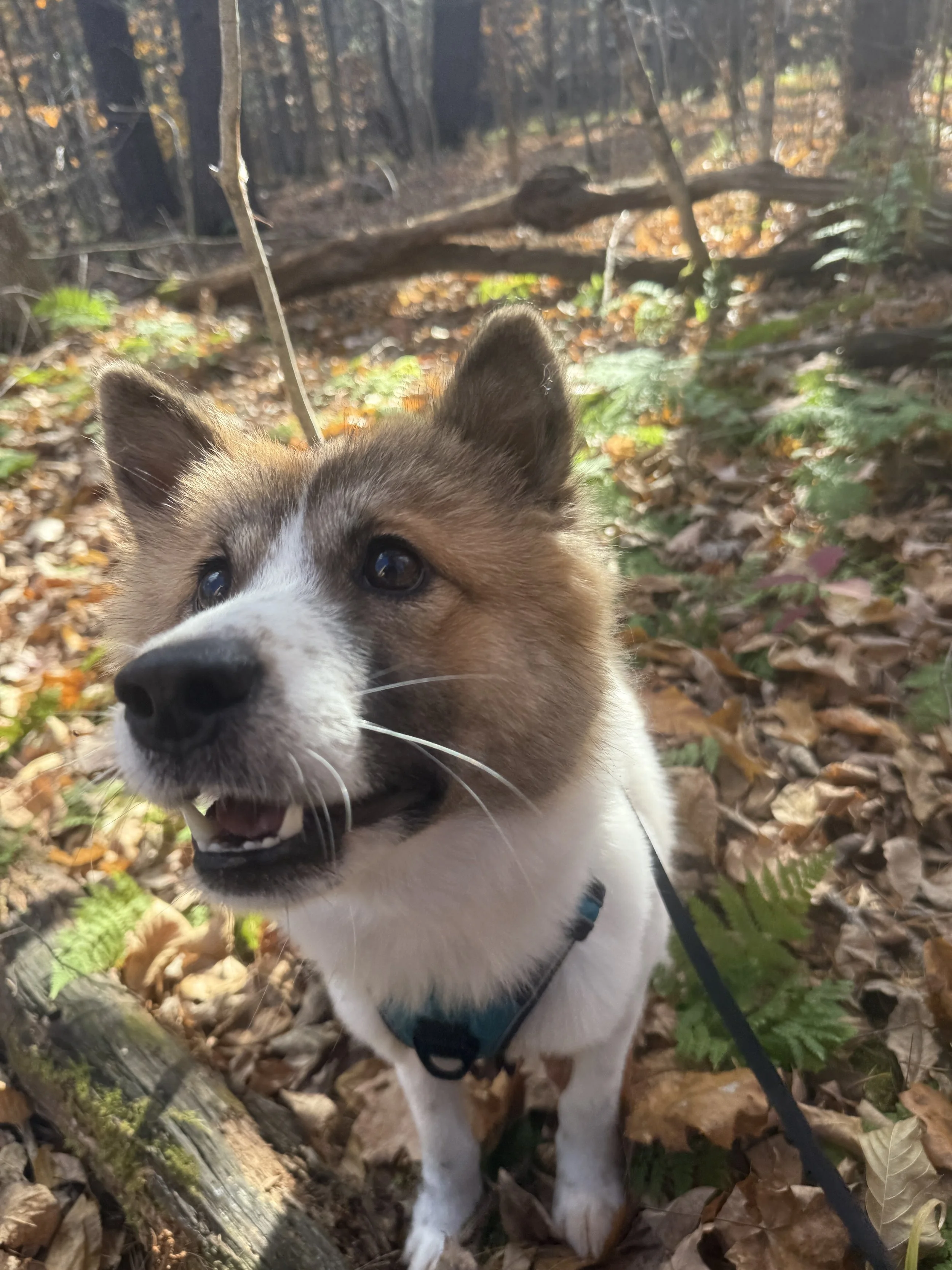 Kuma_5.JPG