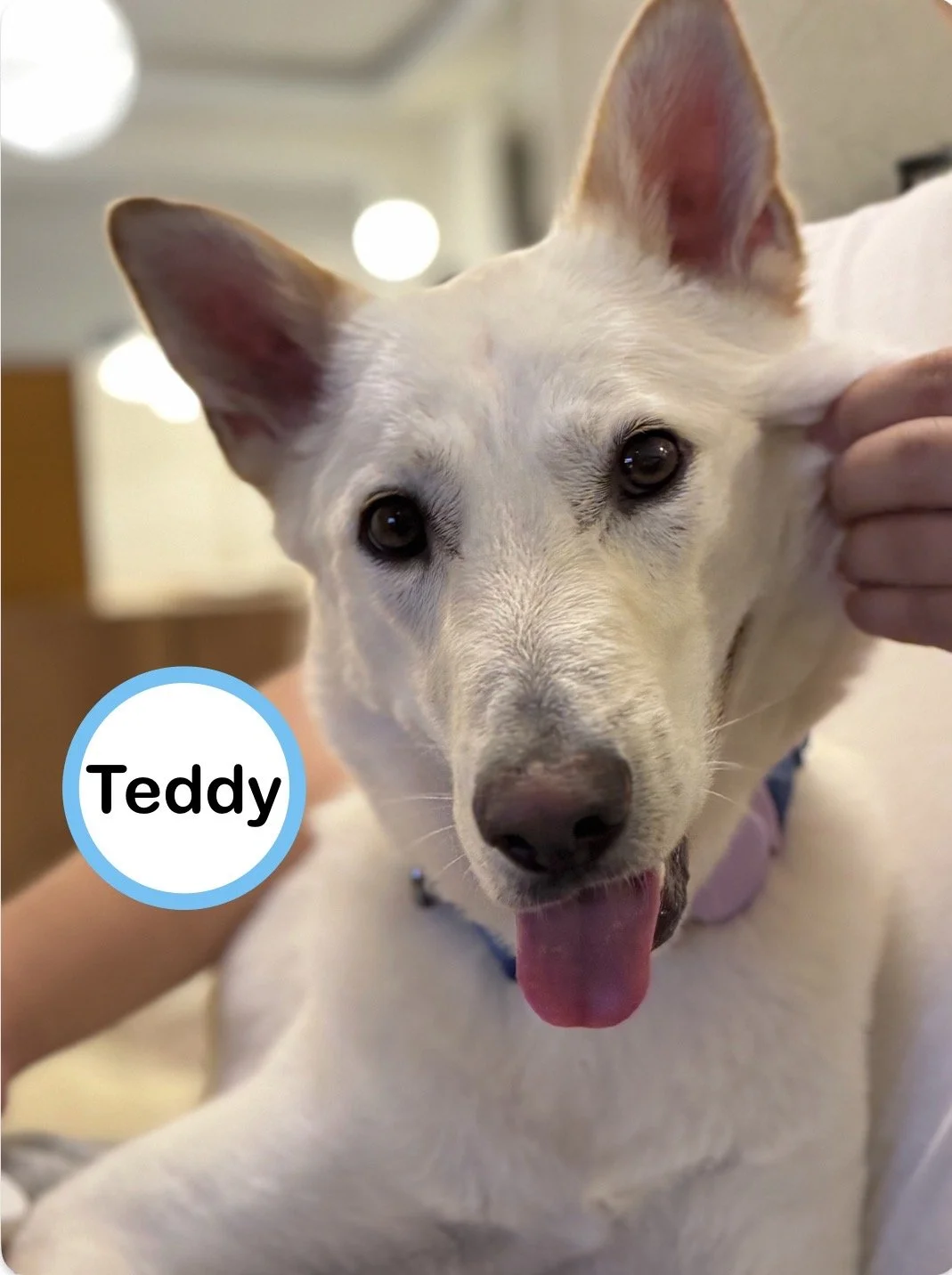 Teddy