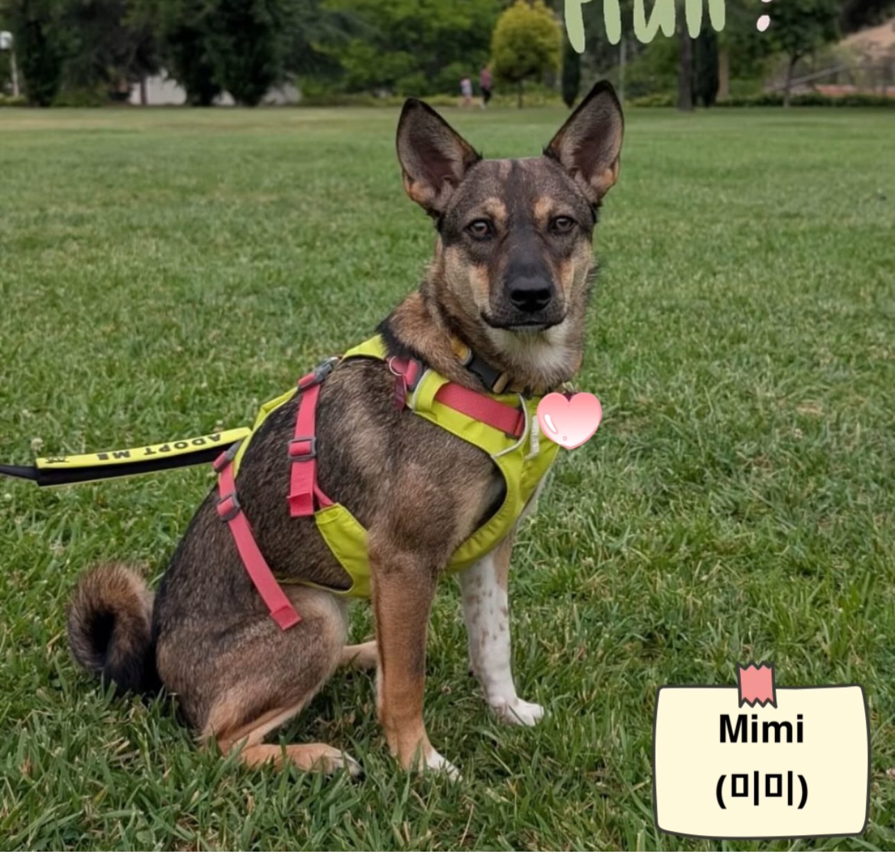 Mimi